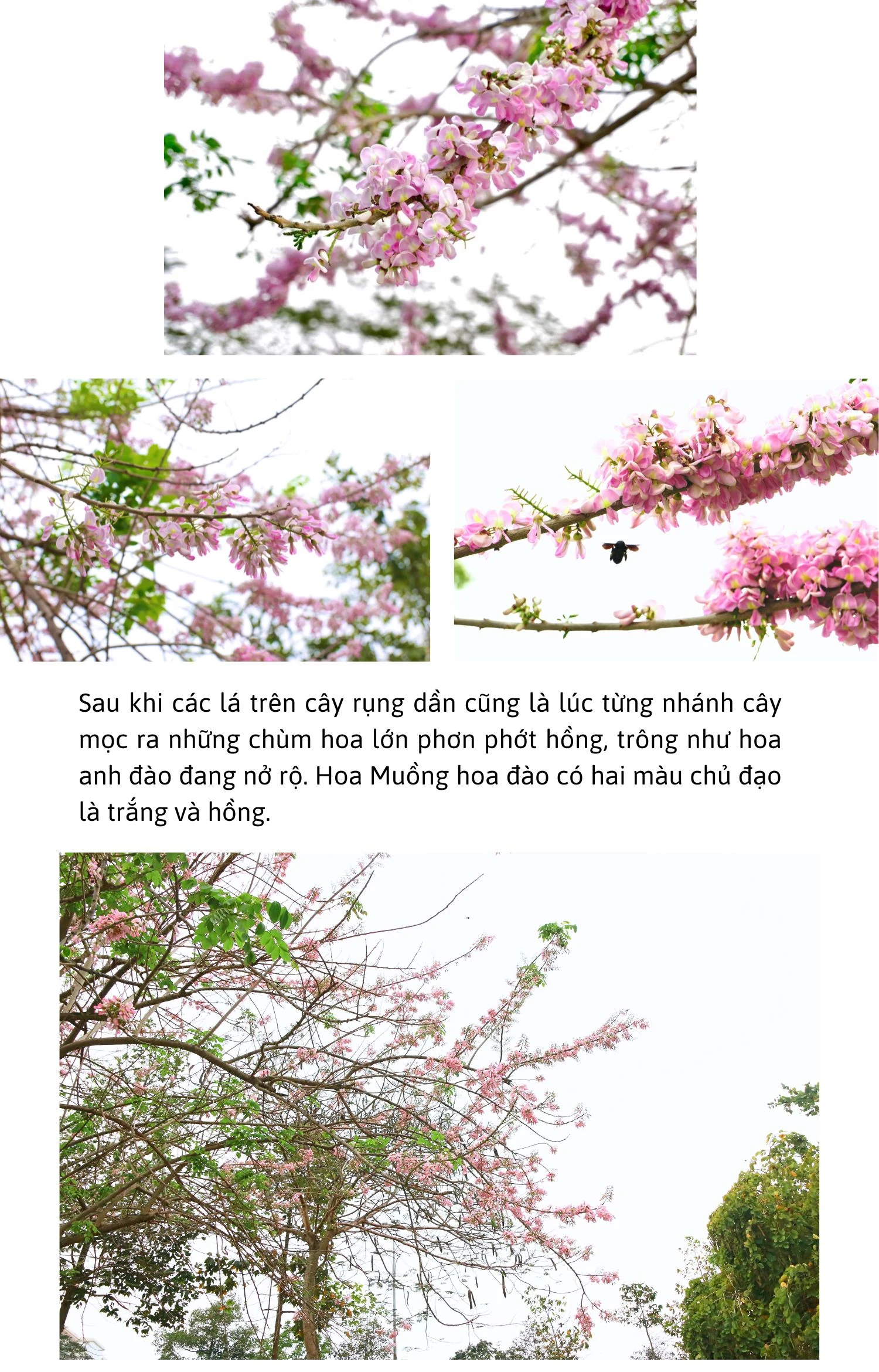 Sắc hồng Muồng hoa đào
