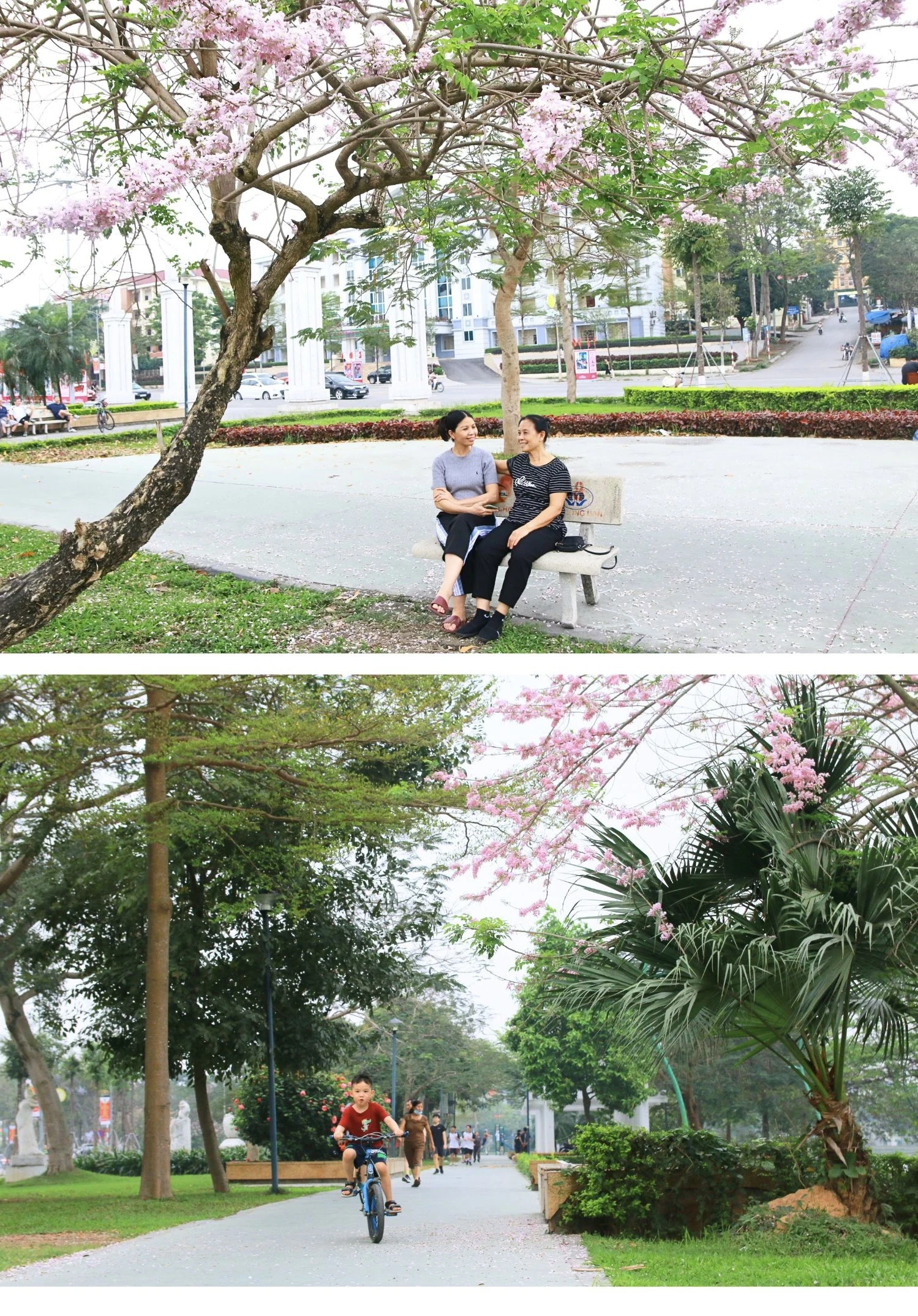 Sắc hồng Muồng hoa đào