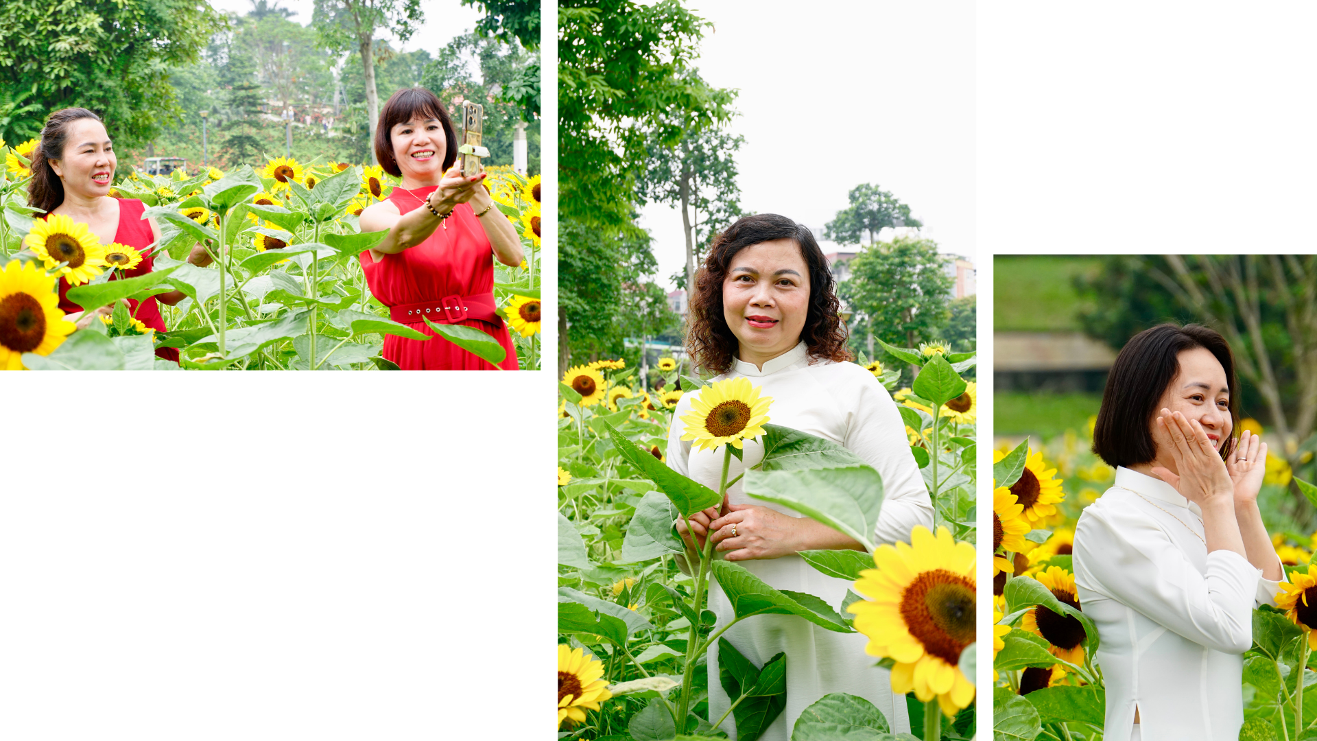 Rực rỡ sắc hoa mặt trời