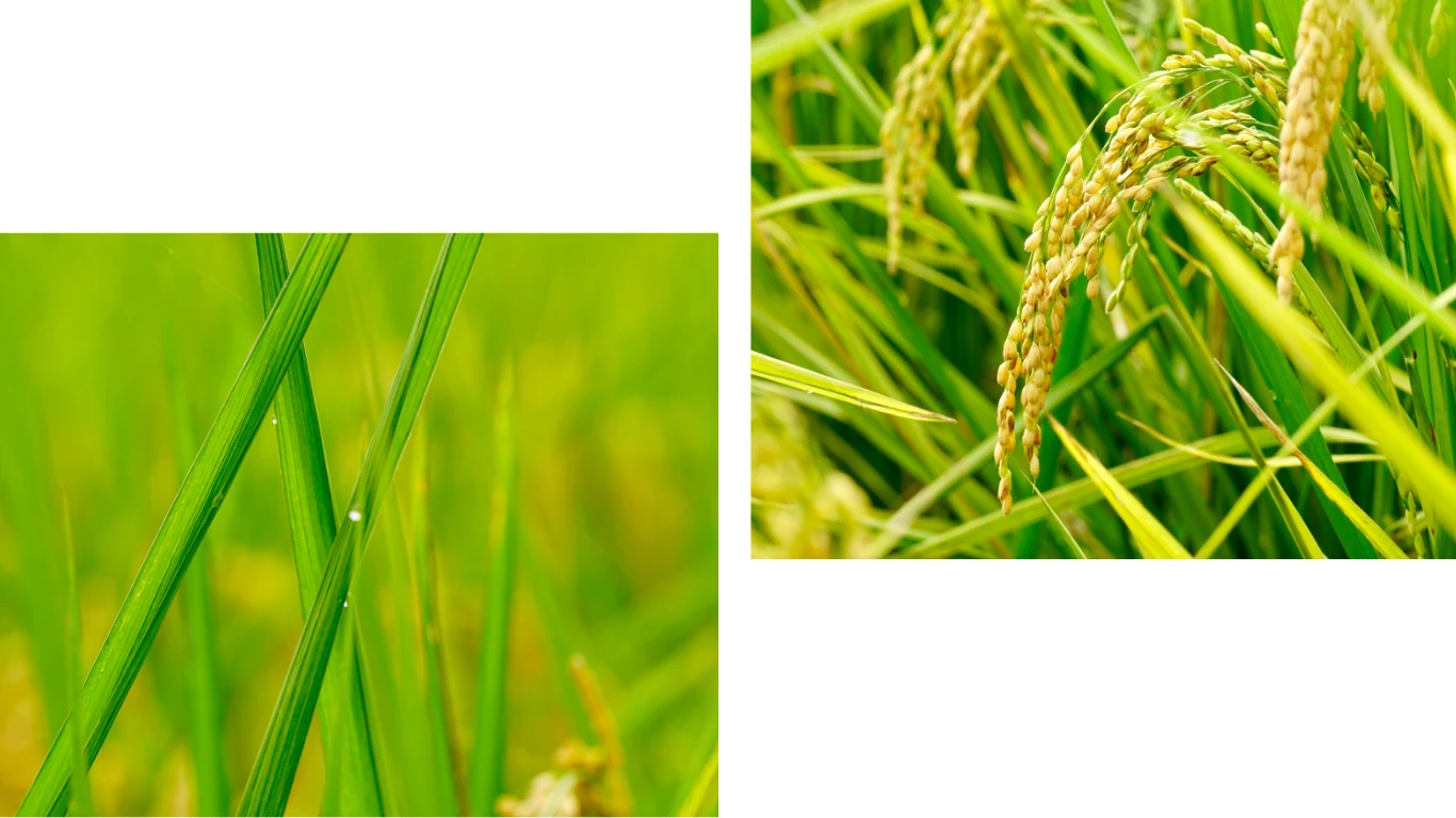 Thơm hương mùa gặt