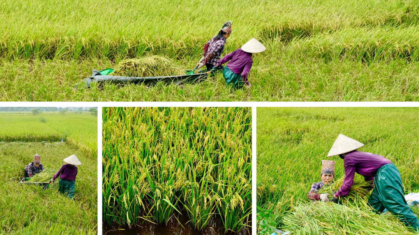 Thơm hương mùa gặt