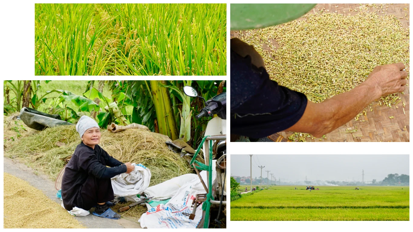 Thơm hương mùa gặt