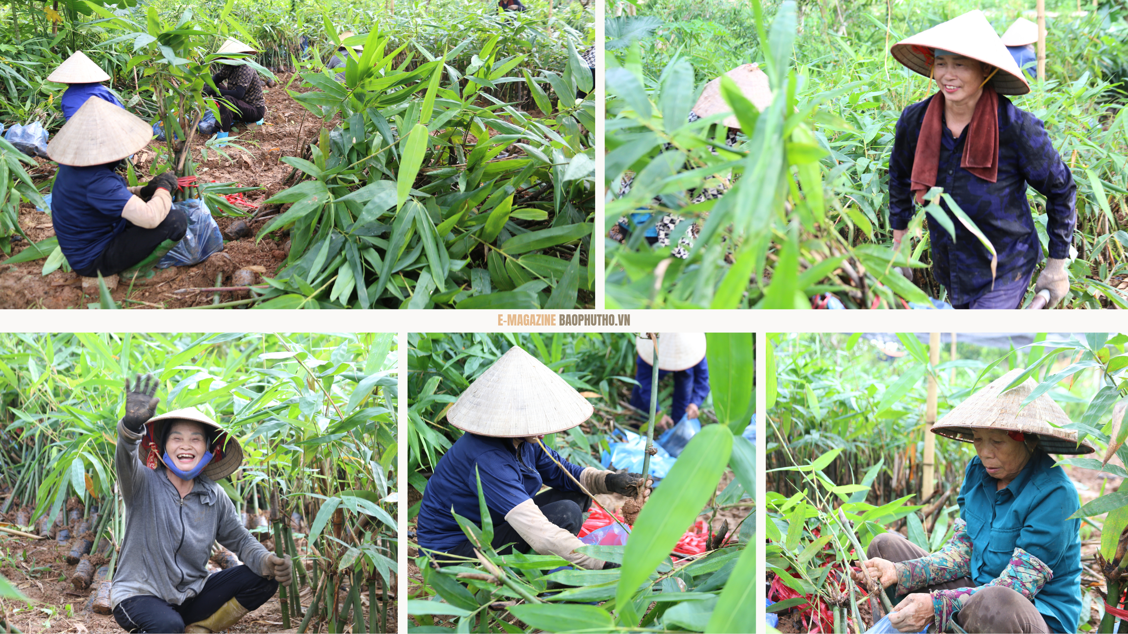 Người góp vành đai xanh “Luỹ tre biên giới Việt”