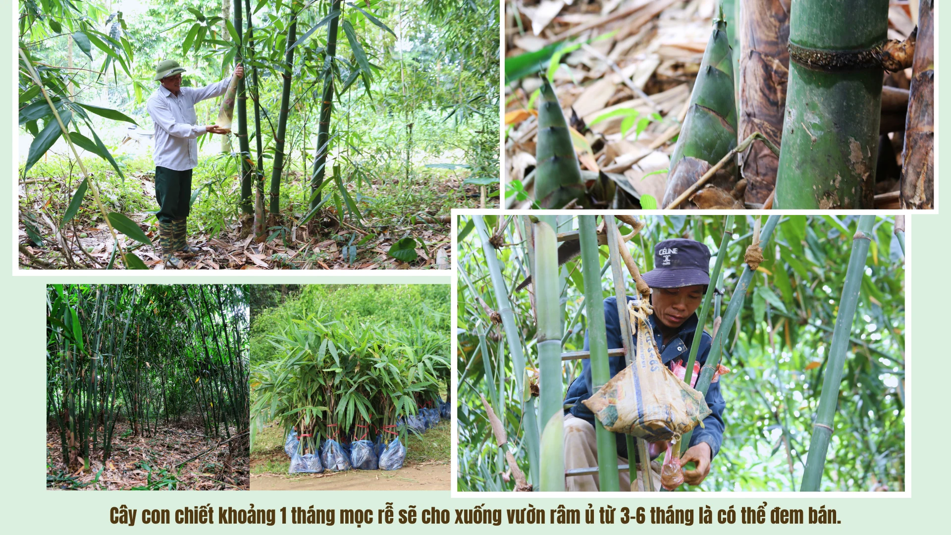 Người góp vành đai xanh “Luỹ tre biên giới Việt”