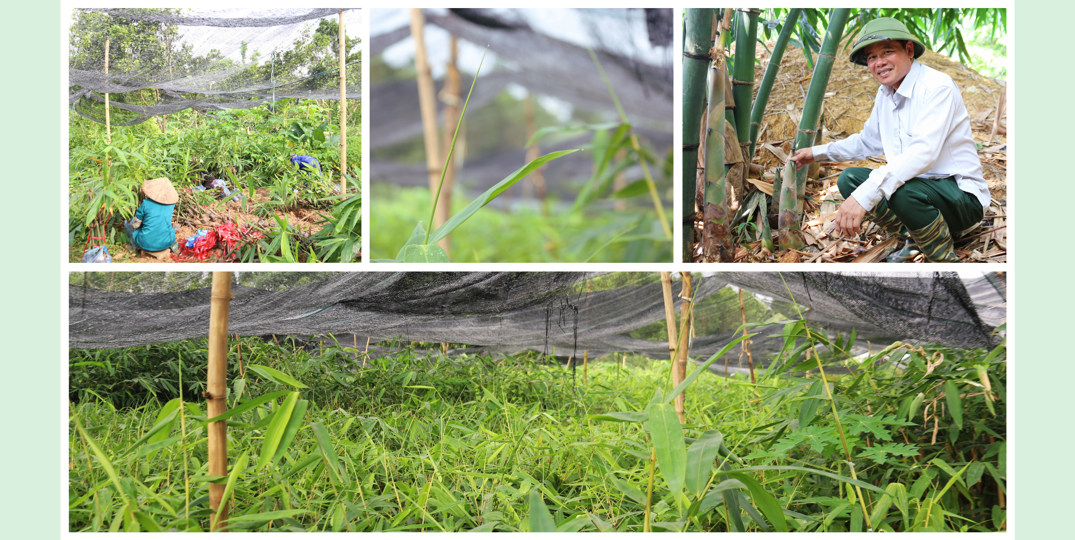 Người góp vành đai xanh “Luỹ tre biên giới Việt”