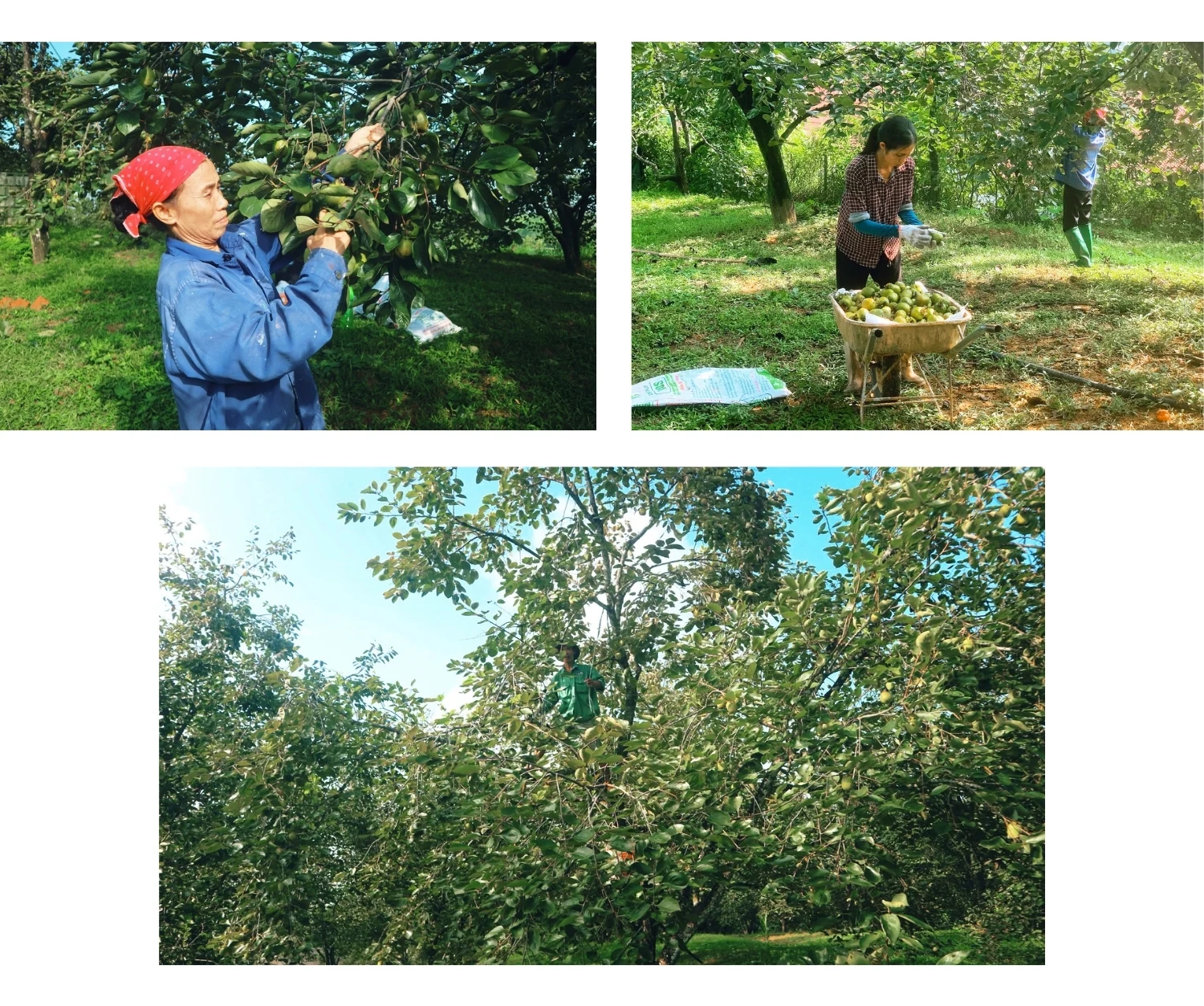 Hồng Gia Thanh vào vụ