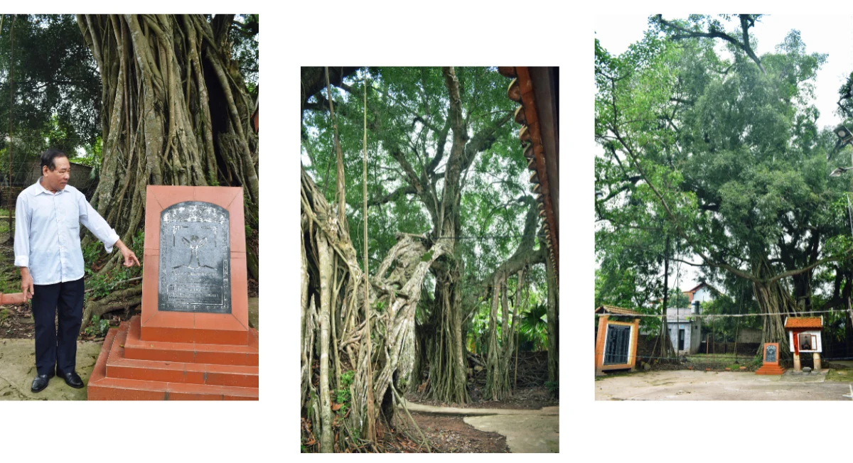 “Cây thiêng” trên đất cội nguồn Kỳ I: Những nhân chứng của lịch sử