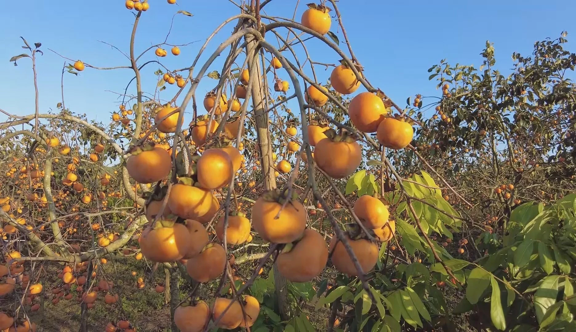 Vẻ đẹp cao nguyên Mộc Châu mùa hồng chín, hoa khoe sắc