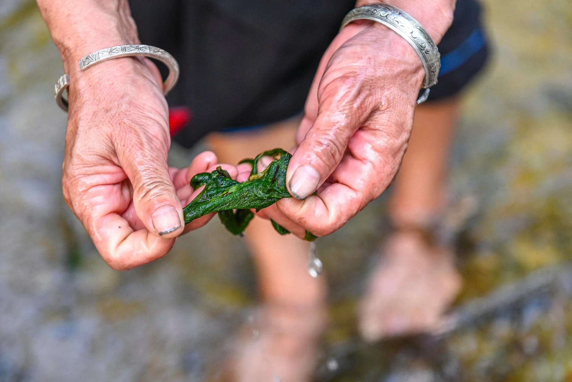 Rêu đá - Thức quà của dòng suối trong lành