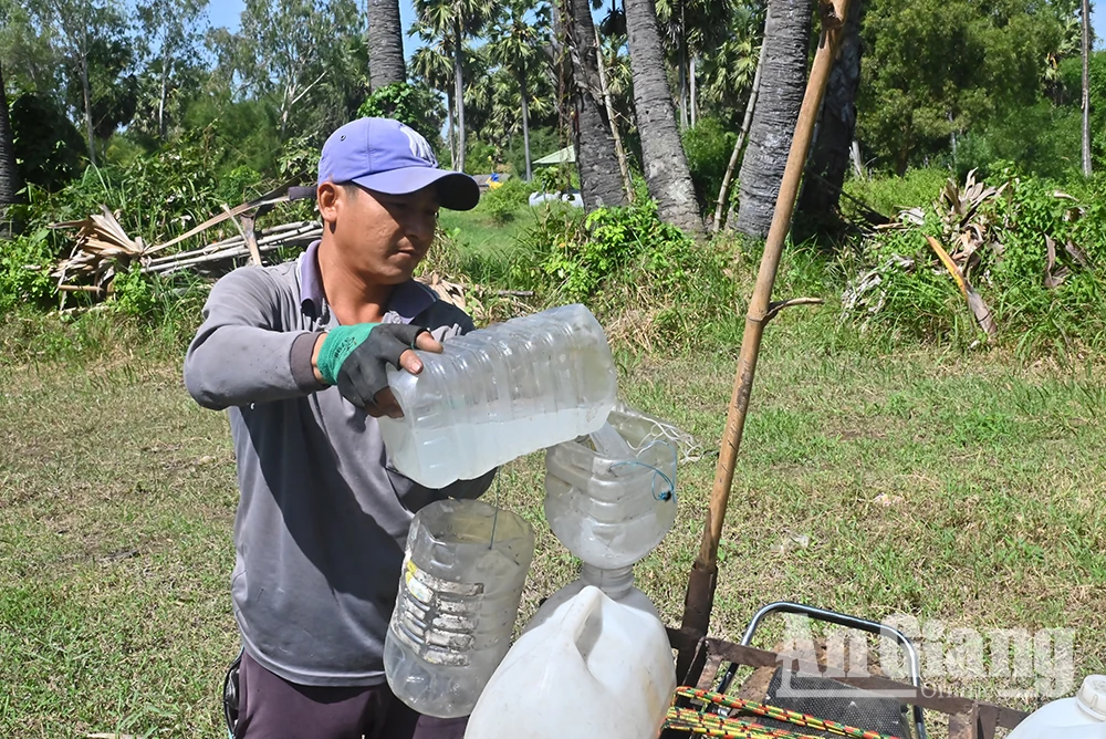 Rộn ràng mùa lấy mật thốt nốt