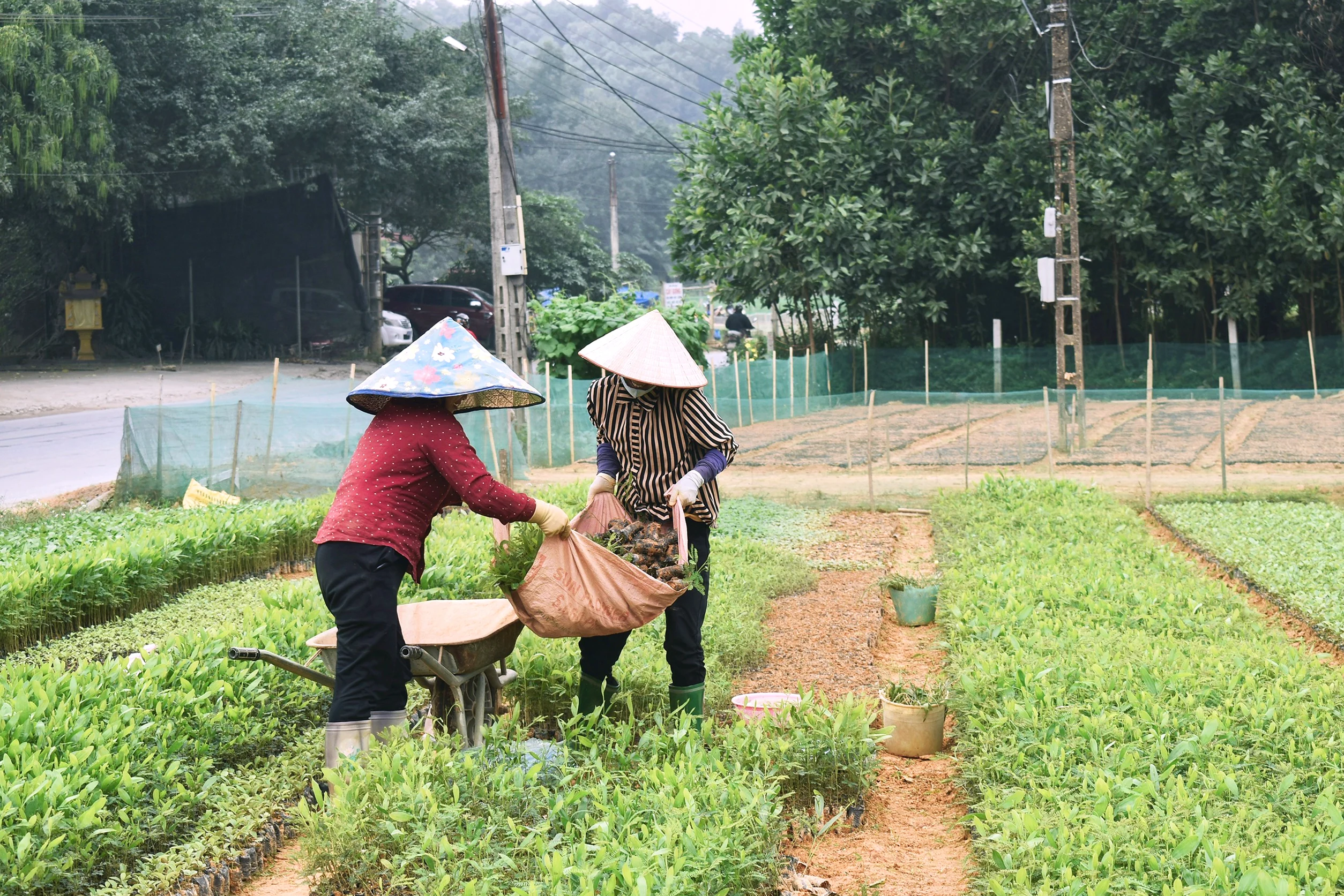 Gieo mầm xanh, ươm “no ấm”