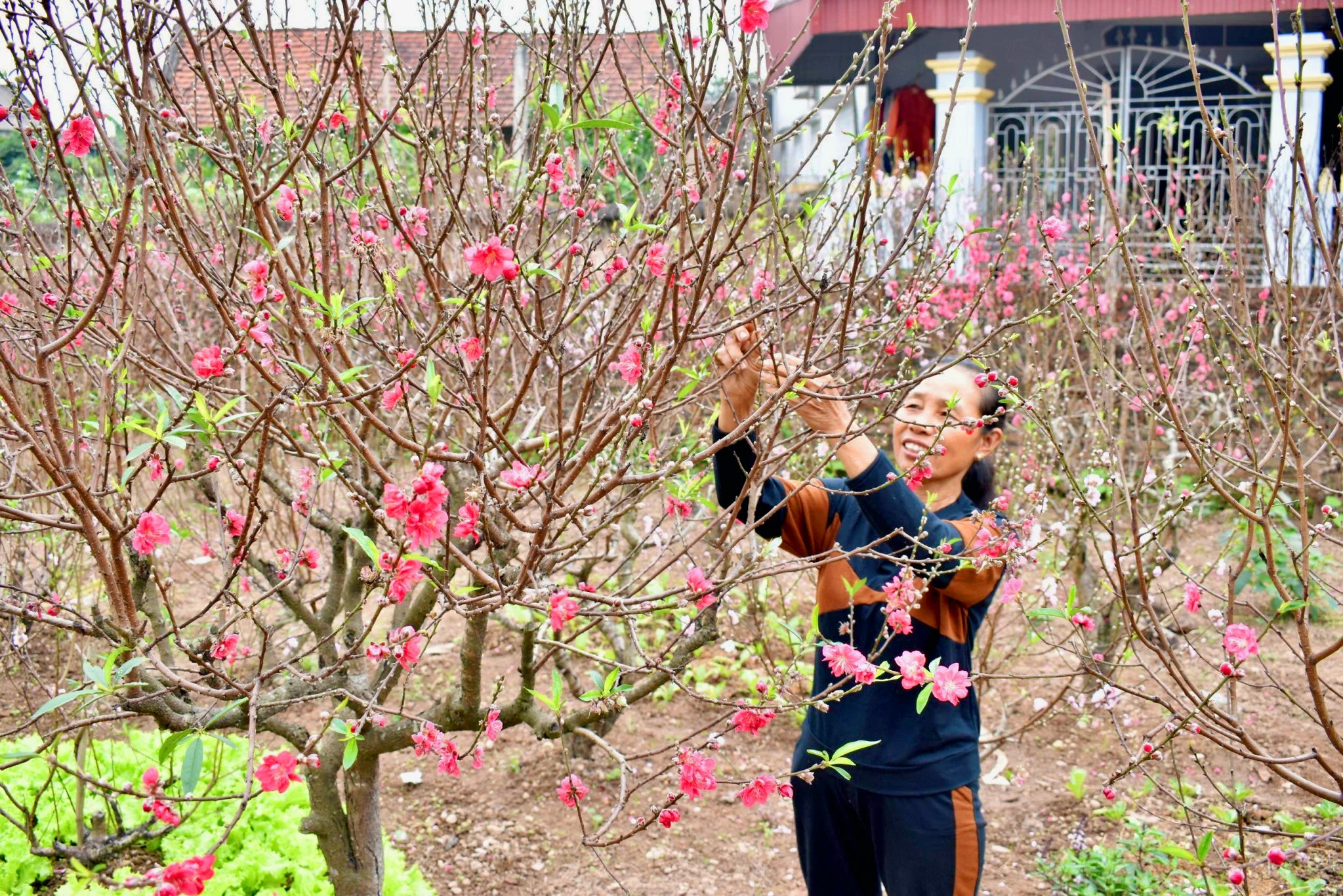 Chuẩn bị tốt các điều kiện cho Nhân dân trong tỉnh đón Tết Nguyên đán Ất Tỵ năm 2025