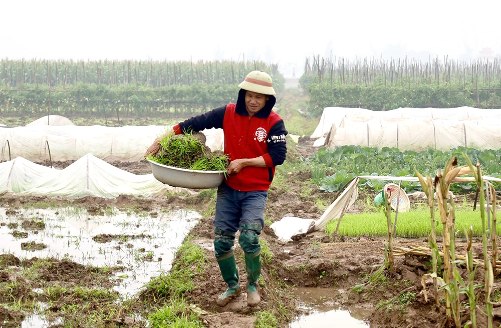 Màu xanh trở lại nơi cơn lũ đi qua