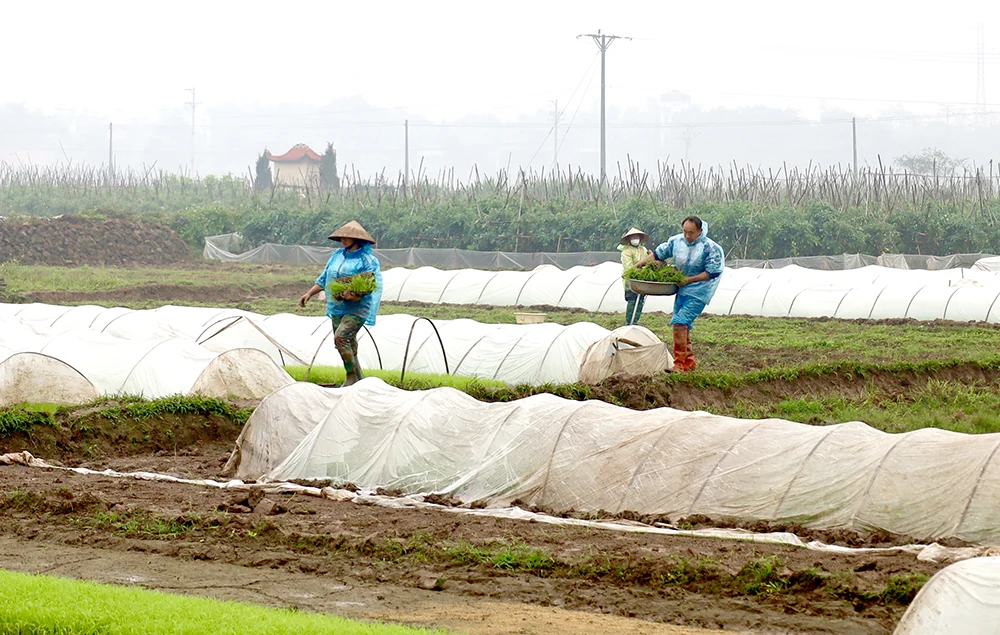 Màu xanh trở lại nơi cơn lũ đi qua