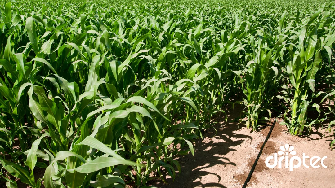 Tổng hợp 5 loại ống hệ thống tưới phổ biến trên thị trường