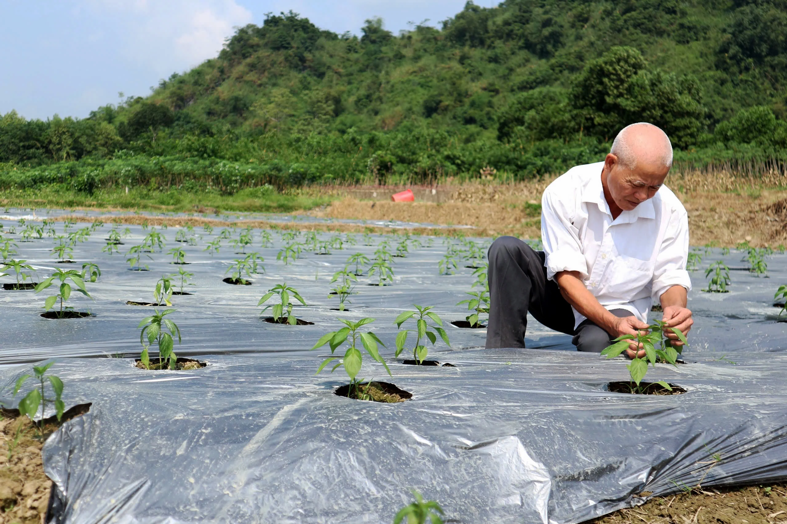 Thả mồi, bắt bóng!