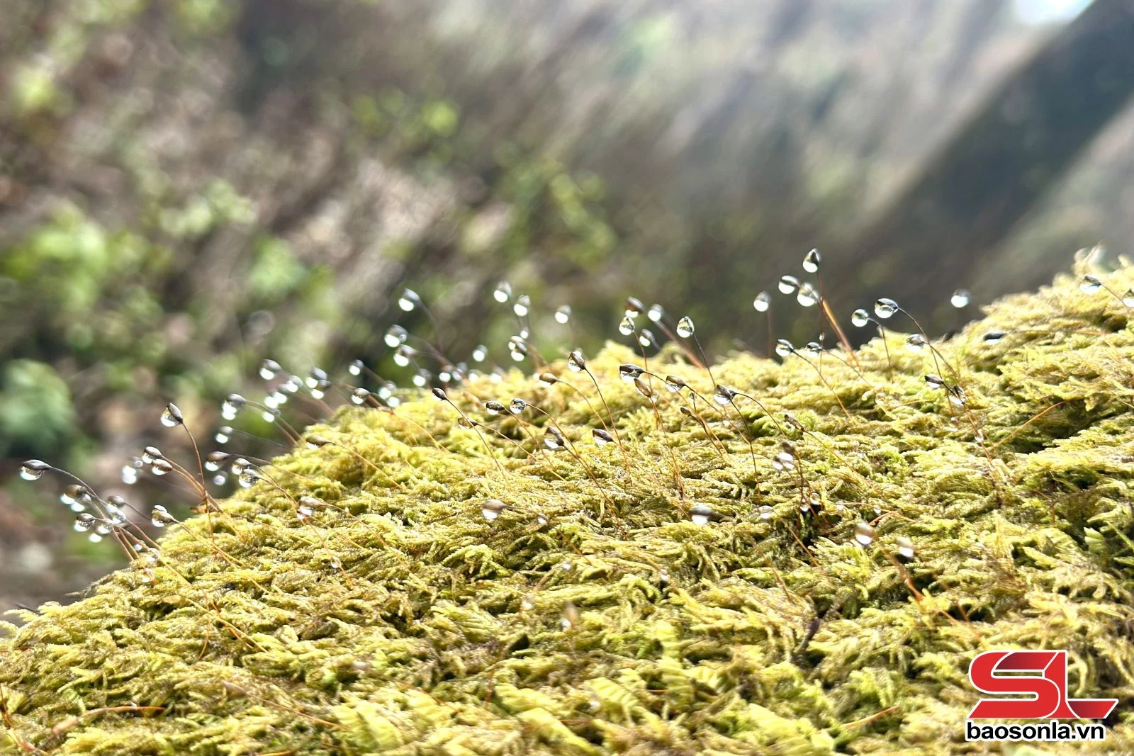 Chinh phục đỉnh Tà Tao