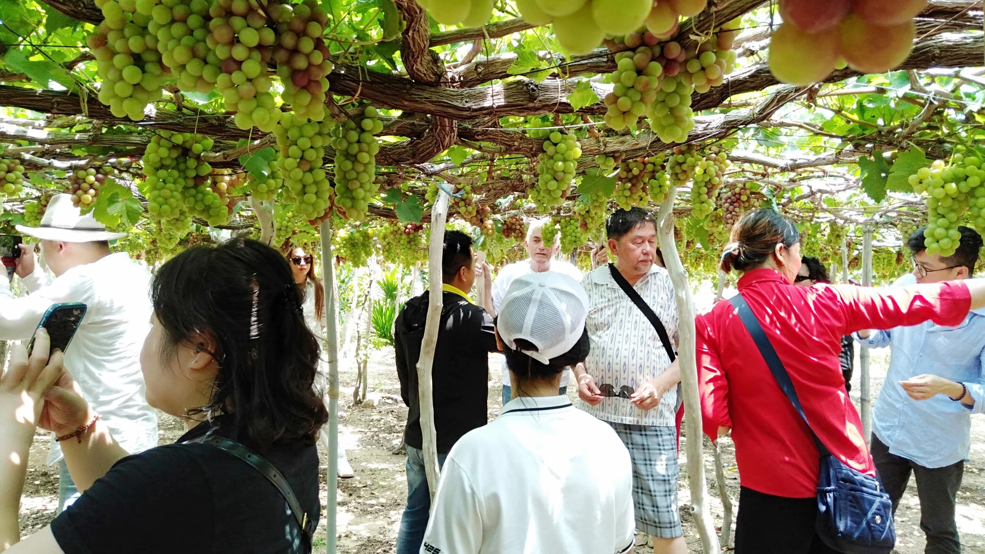 Làng nho Thái An - “Vườn Địa Đàng” giữa vùng nắng gió