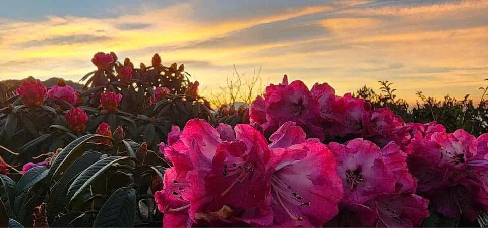 Hơn 100 phóng viên, nhà báo sẵn sàng chinh phục đỉnh Tà Xùa