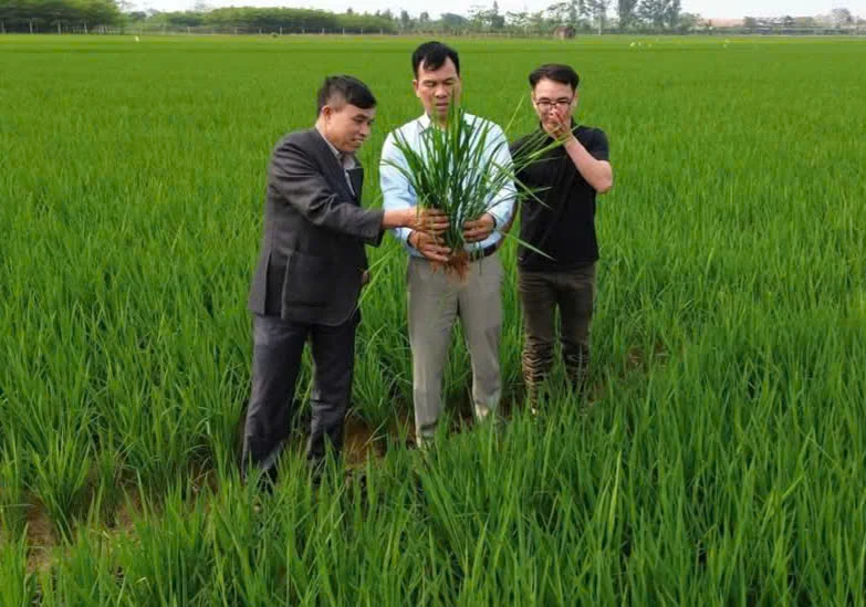 Gần 1.500ha lúa vụ Xuân nhiễm sâu bệnh gây hại