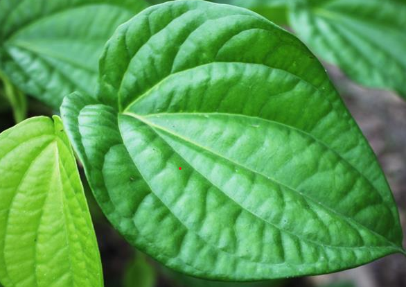 5 lợi ích của lá trầu không