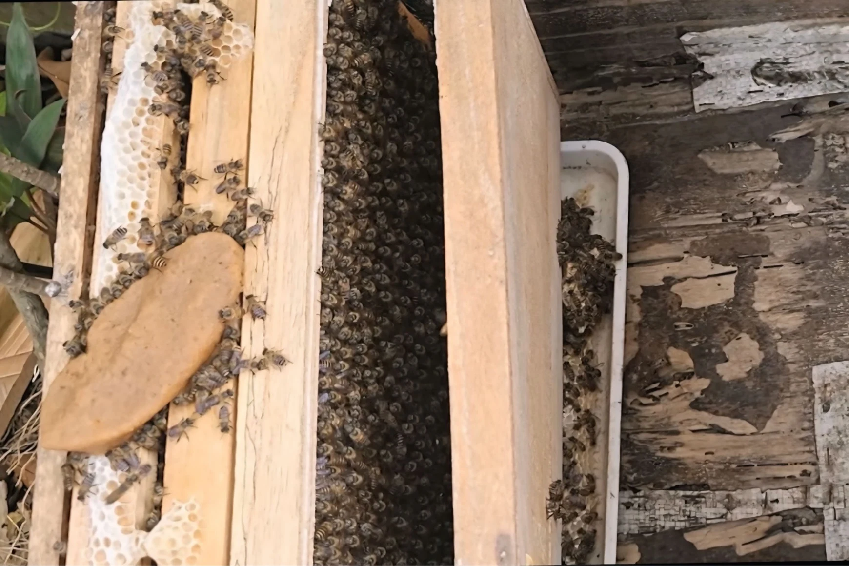 Nghề nuôi ong mật ở Tân Sơn