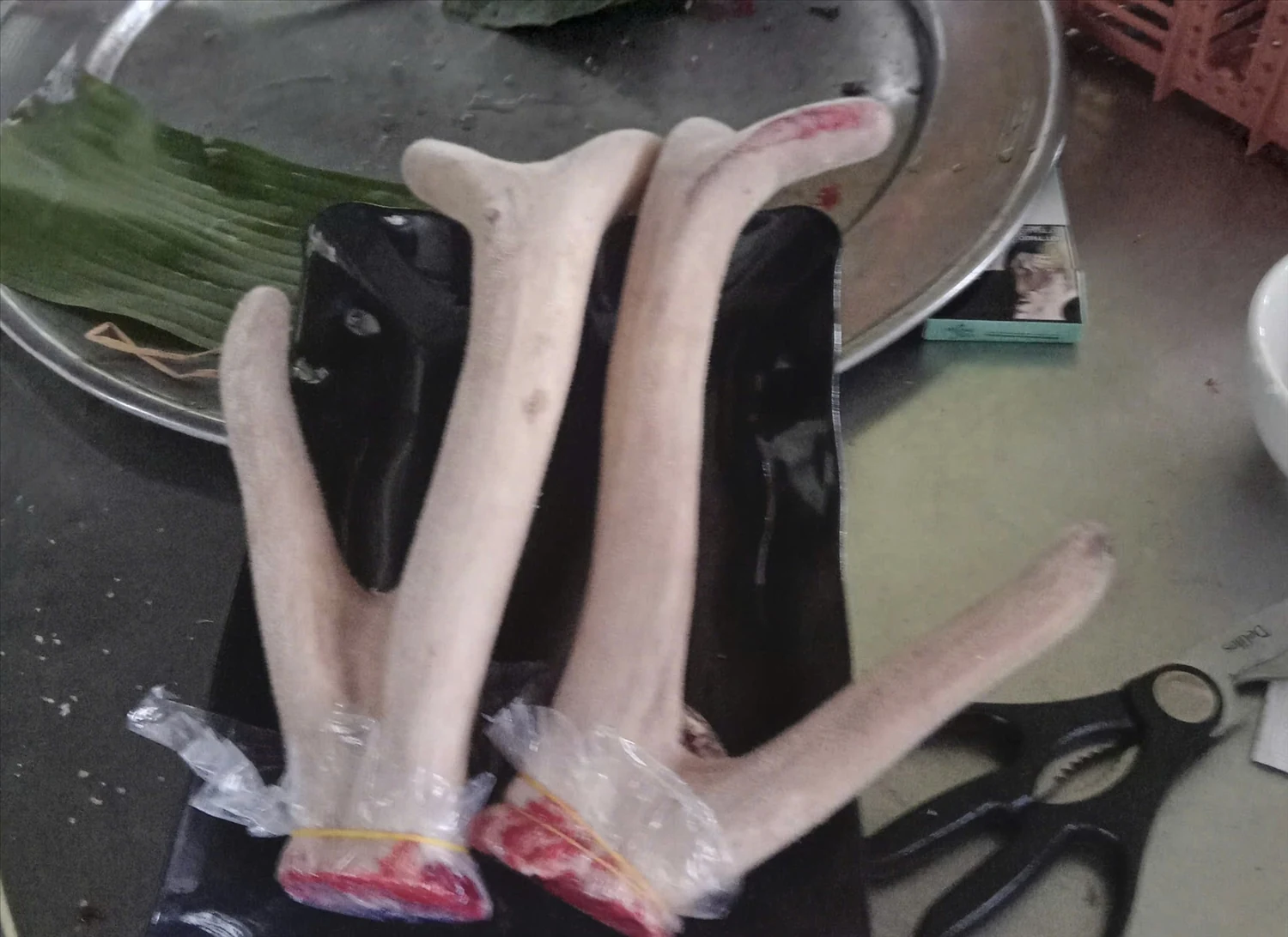 Nuôi hươu sao ở các huyện miền núi Quảng Nam - Tín hiệu mới về một sinh kế lâu dài