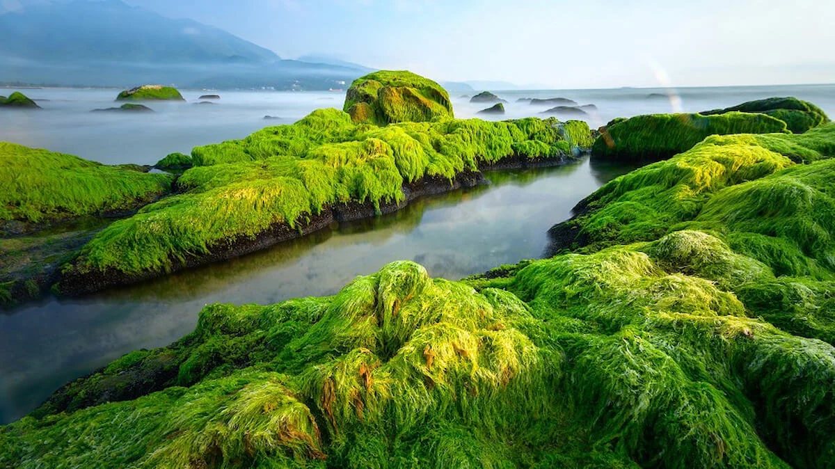 Mùa rêu xanh trên Rạn Nam Ô