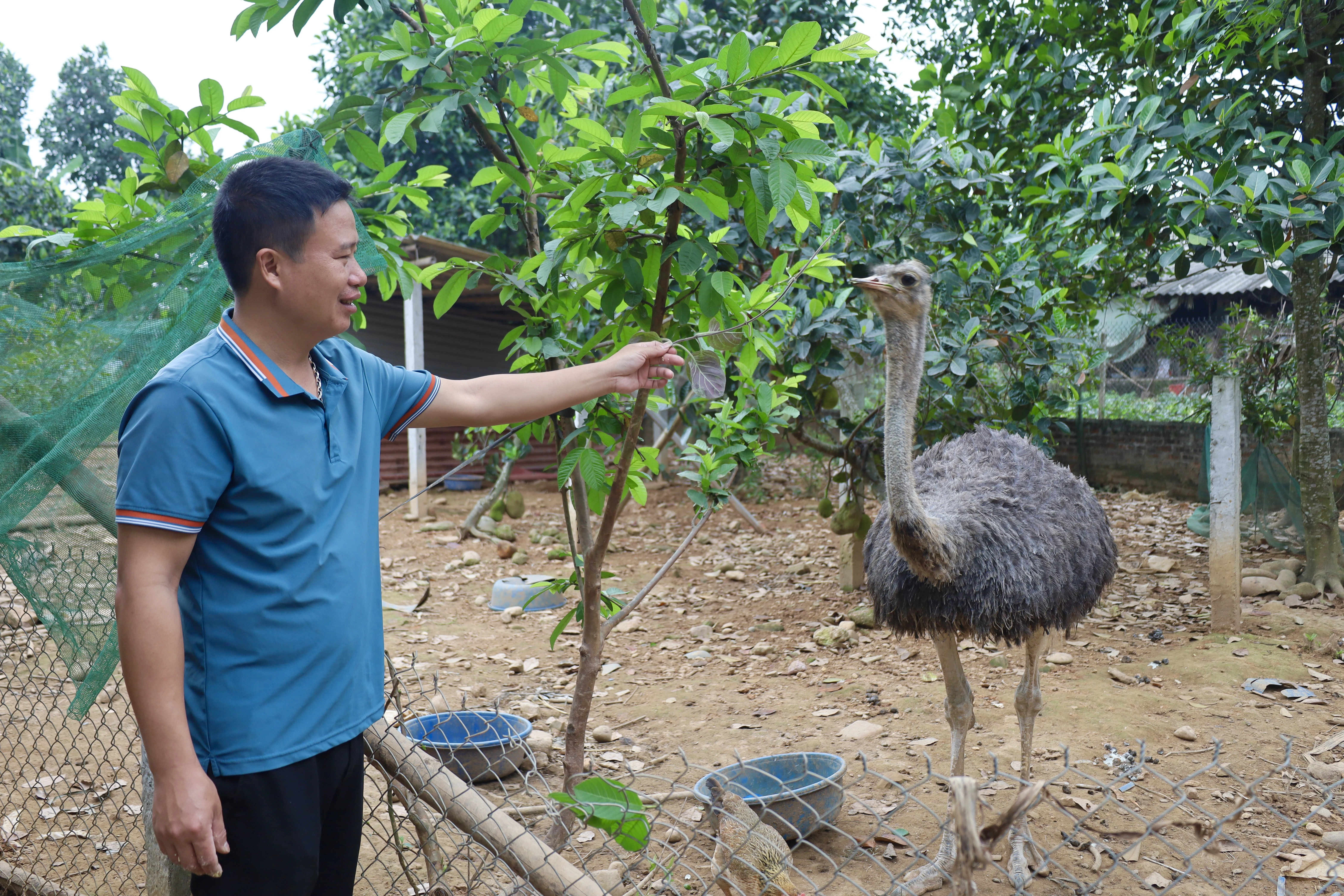 Đa dạng mô hình phát triển kinh tế ở Văn Lang