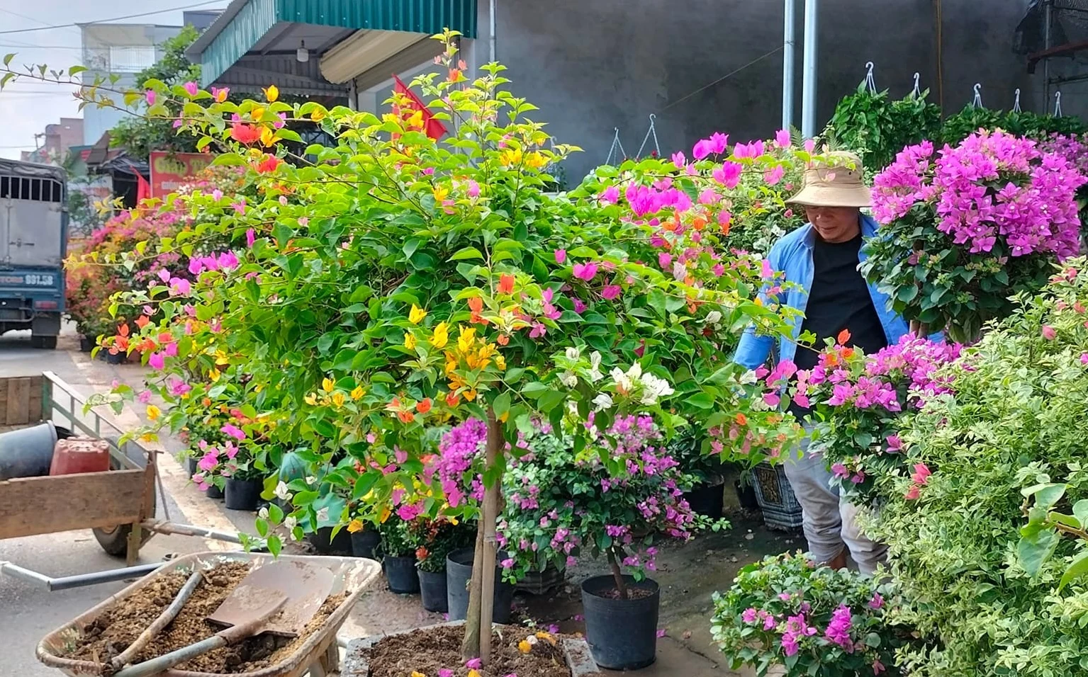 Hoàng Xá phát triển nghề trồng hoa, cây cảnh