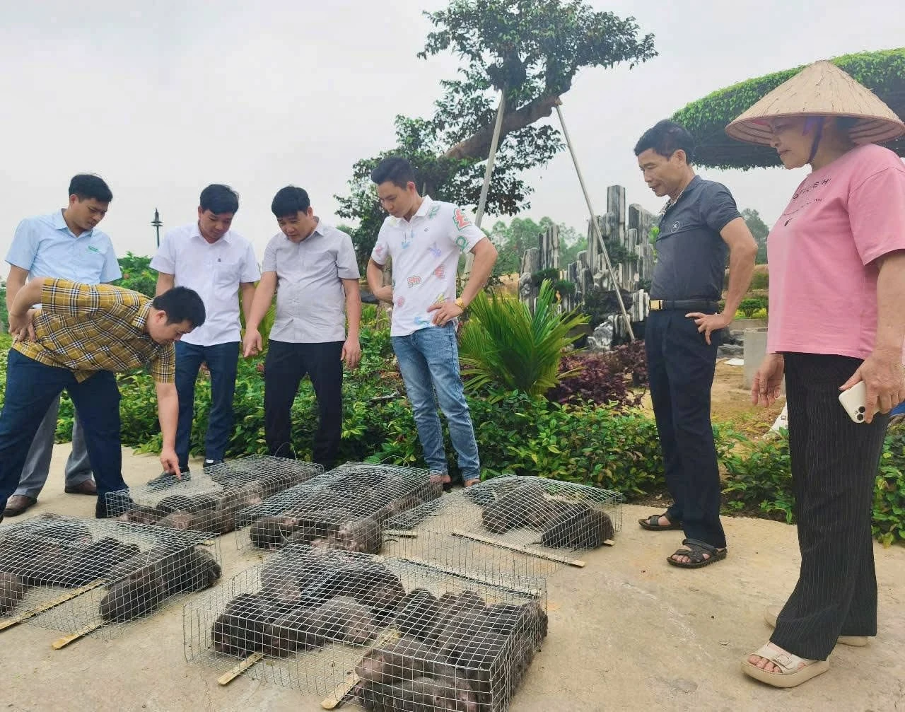 Tận dụng lợi thế địa phương để phát triển mô hình nuôi dúi