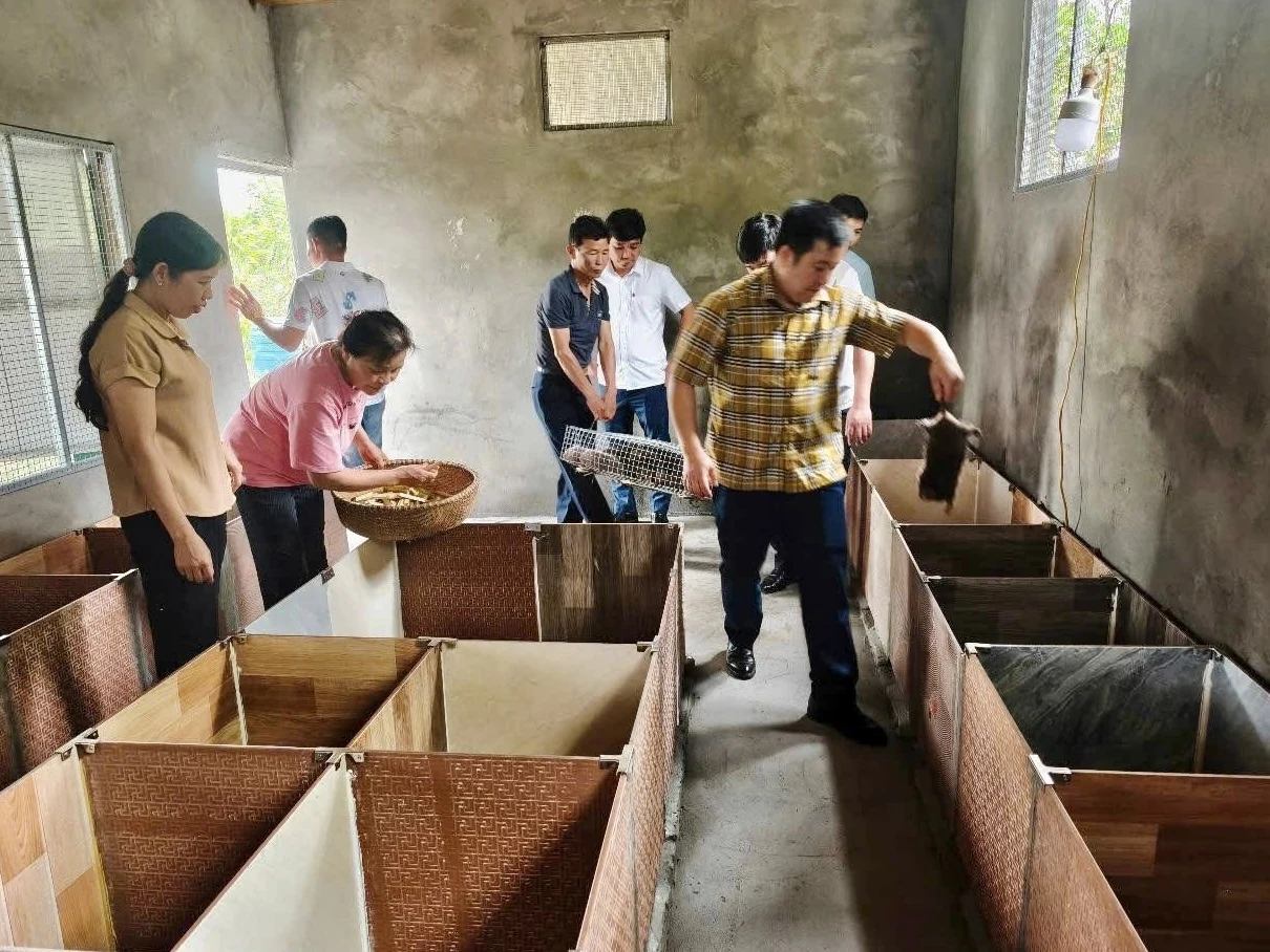 Tận dụng lợi thế địa phương để phát triển mô hình nuôi dúi