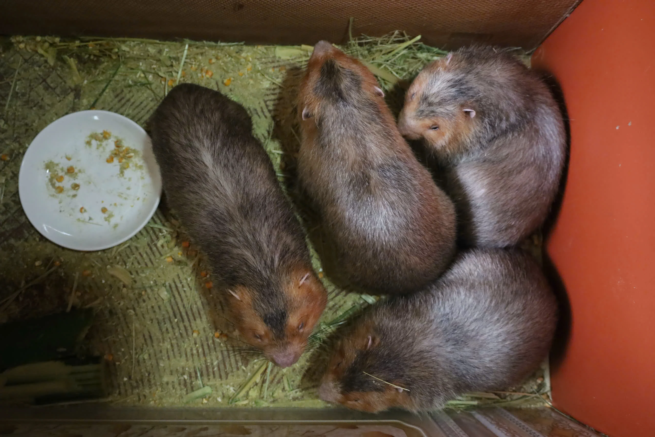 Tận dụng lợi thế địa phương để phát triển mô hình nuôi dúi