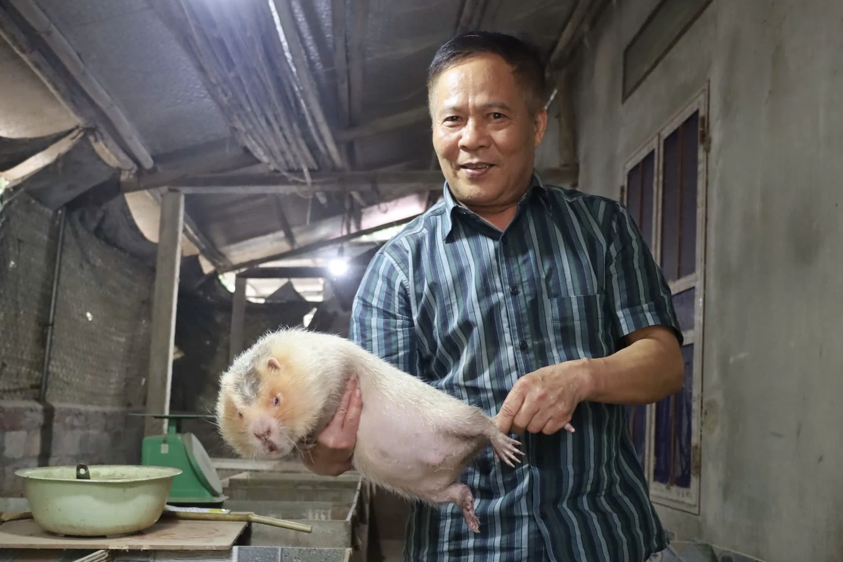 Tận dụng lợi thế địa phương để phát triển mô hình nuôi dúi