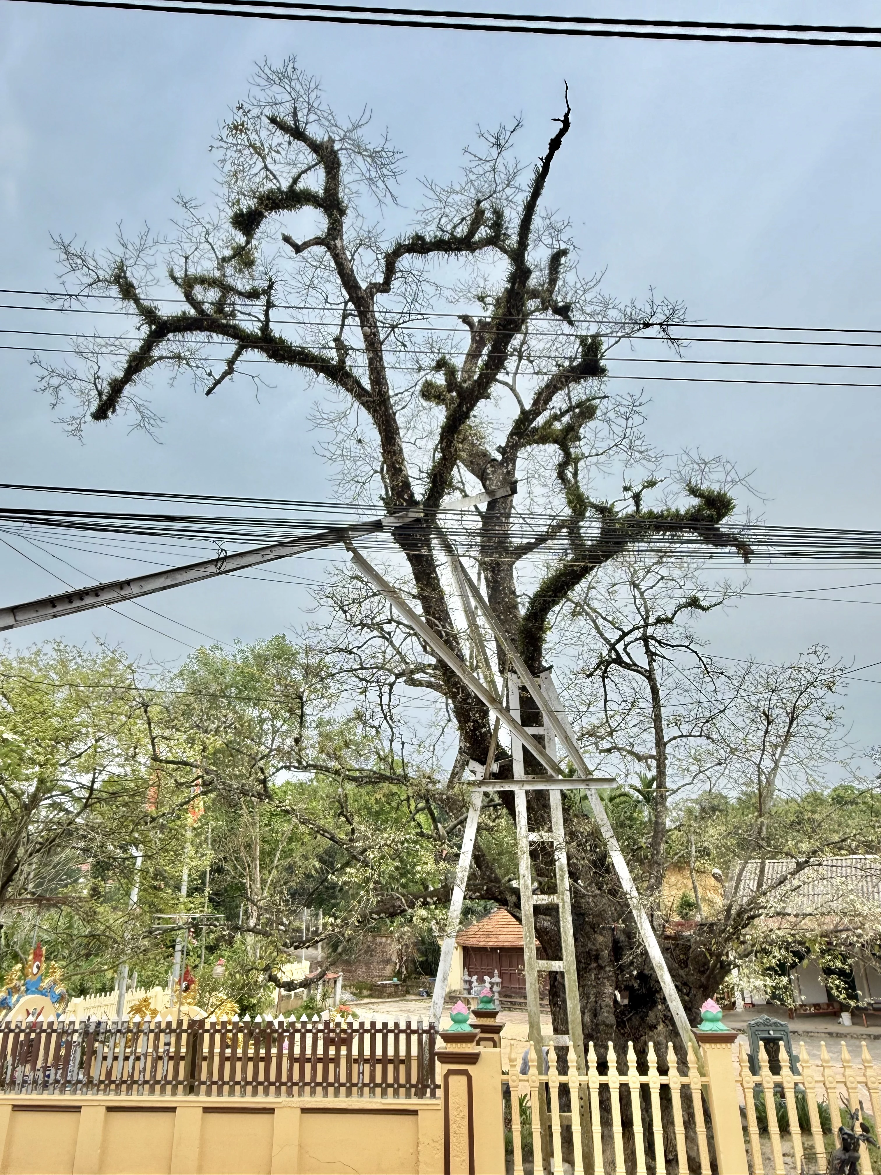 Cây Thị ngàn năm tuổi - Chứng nhân sống của một làng quê