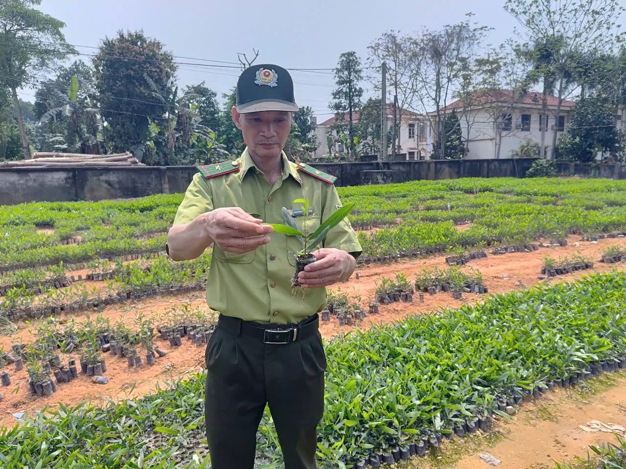 Toàn tỉnh trồng hơn 4.200ha rừng tập trung