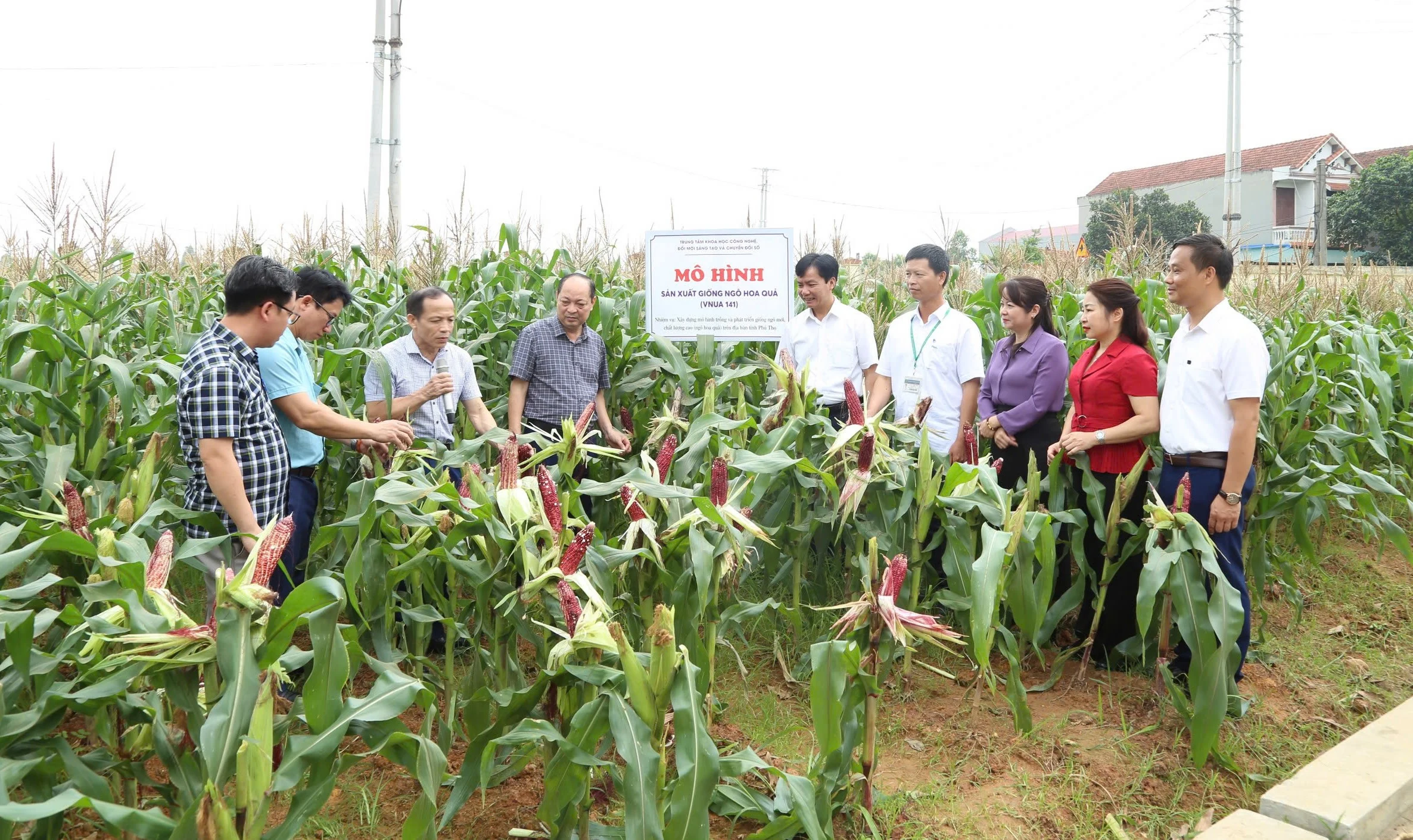 Có thể nhân rộng giống ngô hoa quả VNUA141 tại Phú Thọ