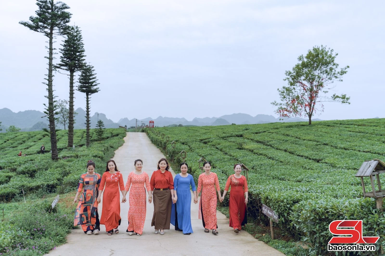 Đồi chè Mộc Châu - điểm đến hấp dẫn du khách