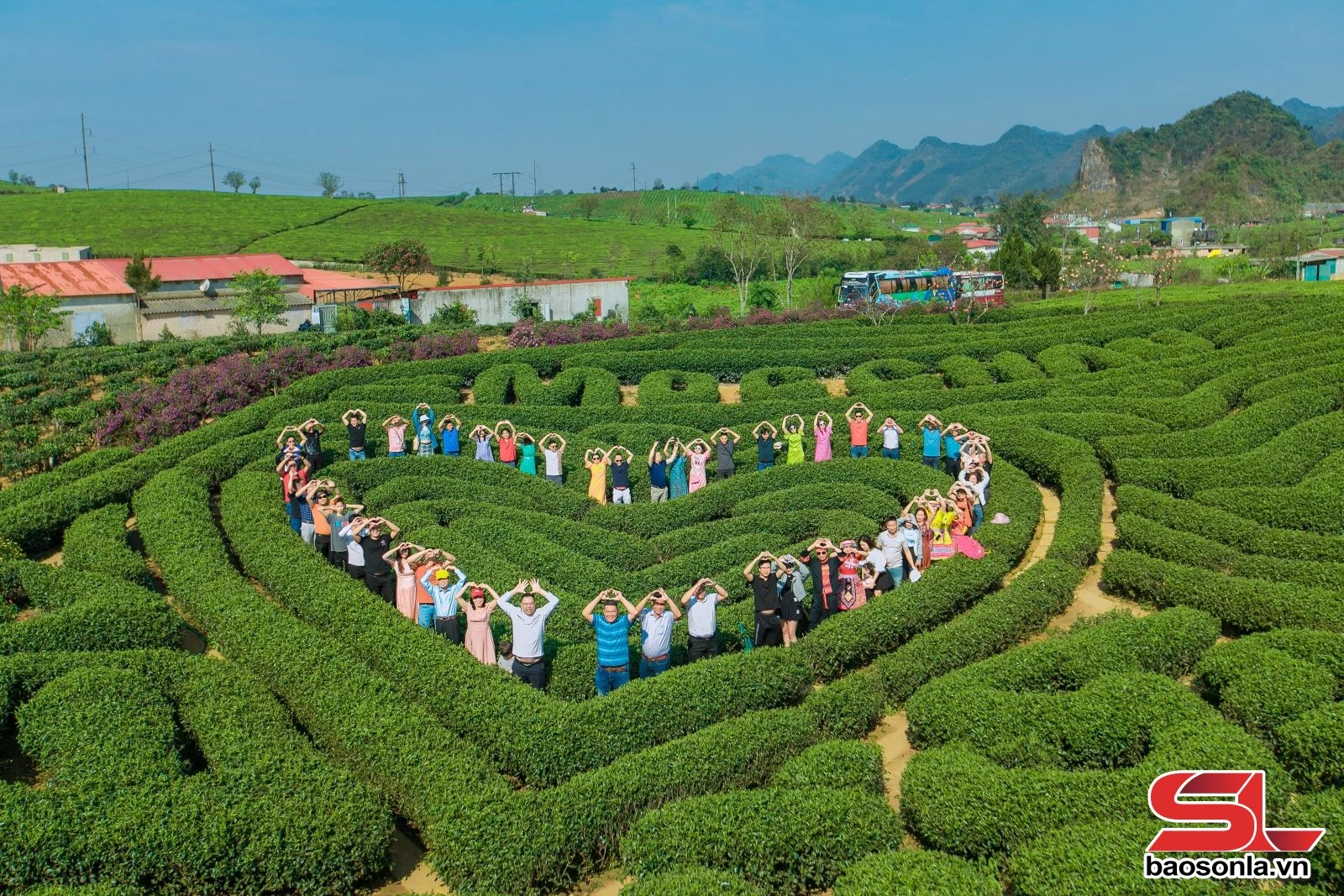 Đồi chè Mộc Châu - điểm đến hấp dẫn du khách