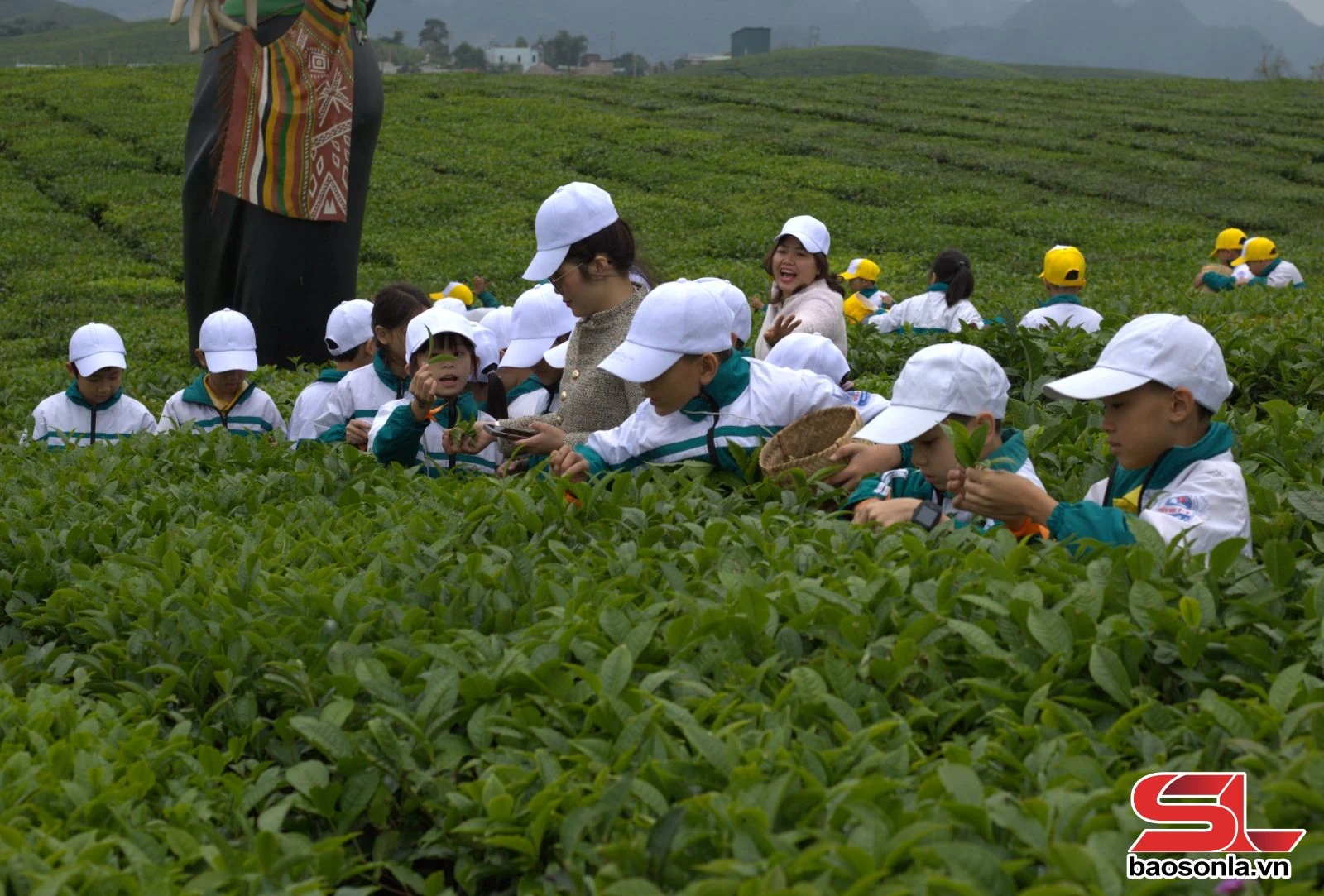 Đồi chè Mộc Châu - điểm đến hấp dẫn du khách