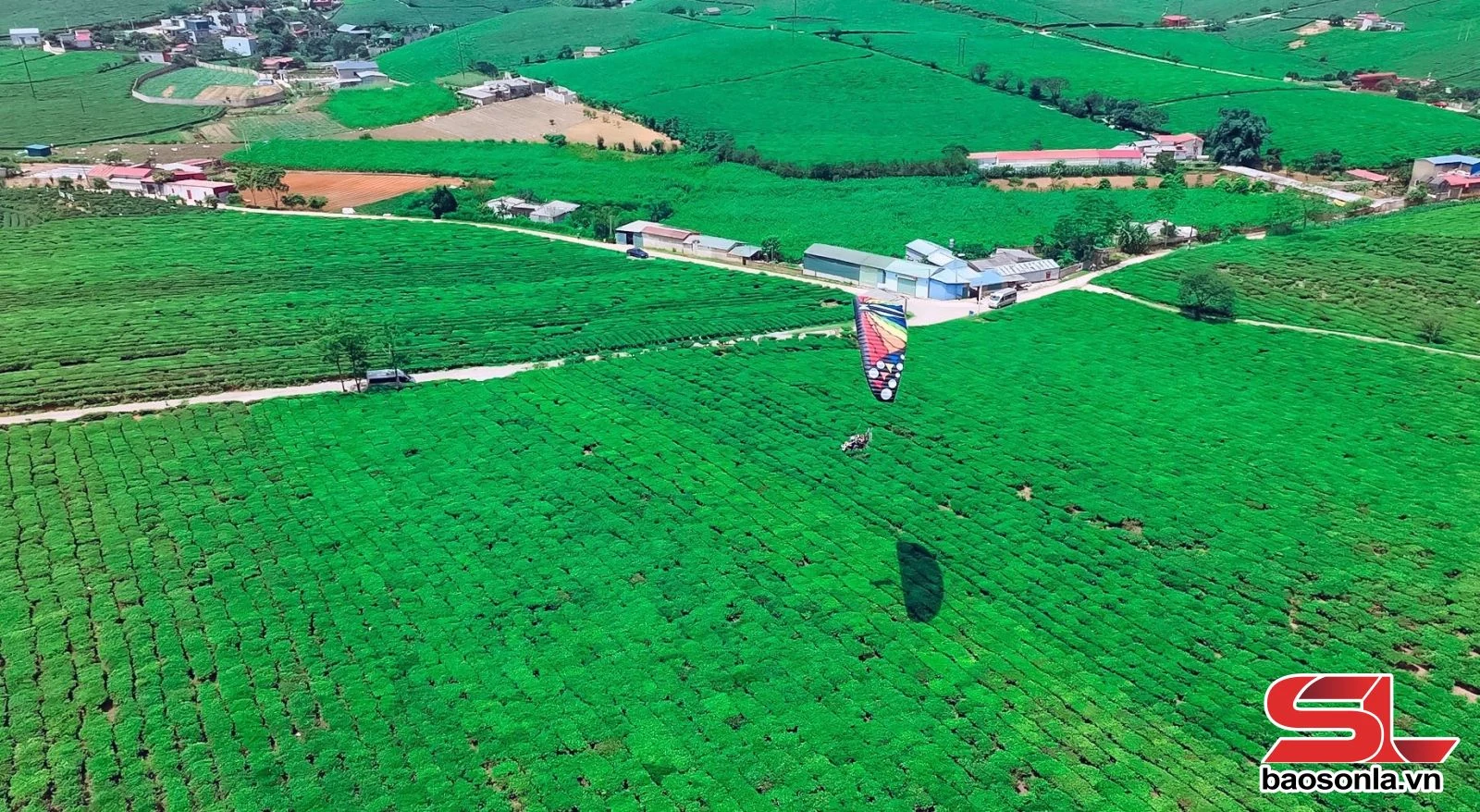 Đồi chè Mộc Châu - điểm đến hấp dẫn du khách