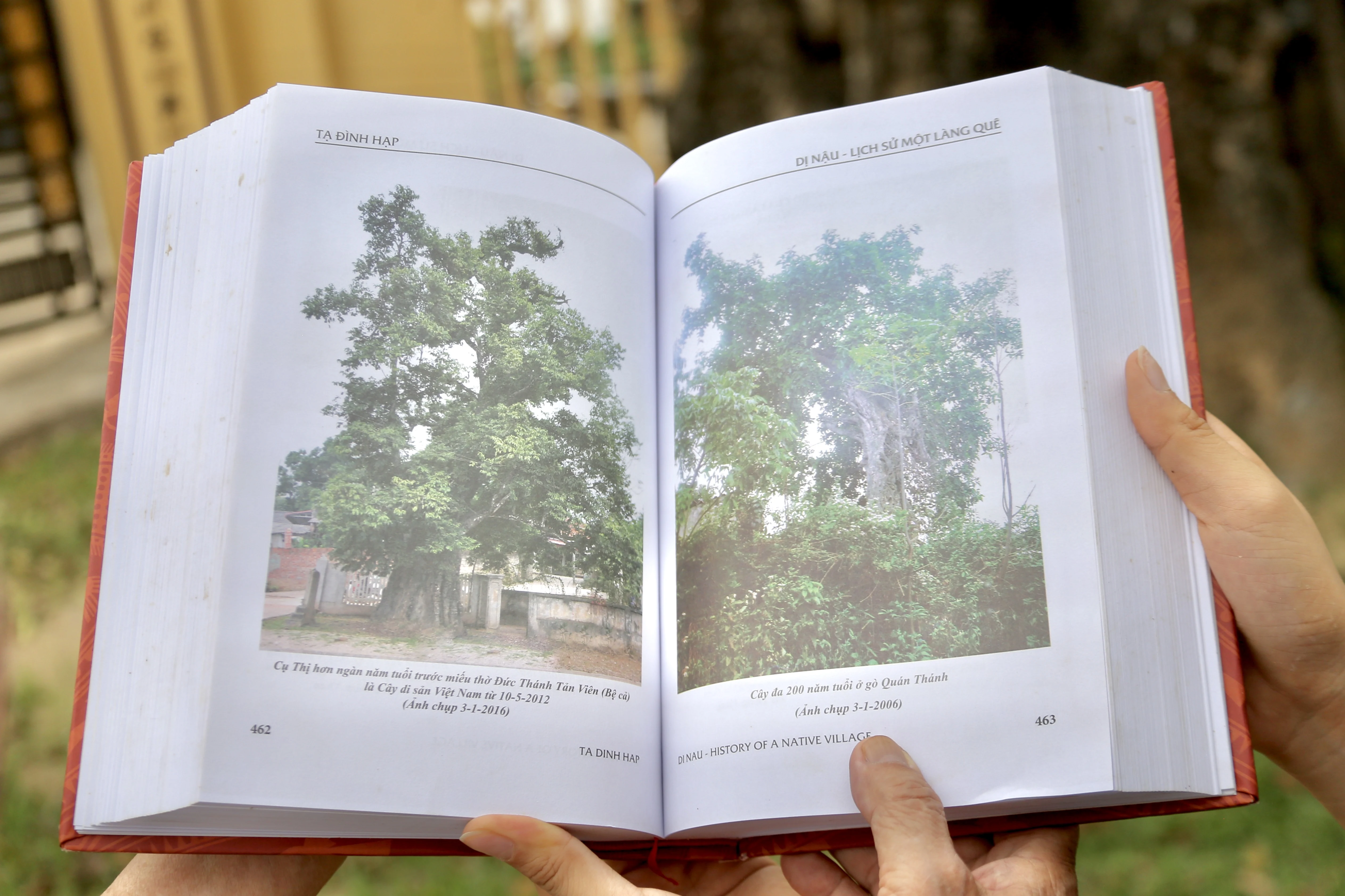 Cây Thị ngàn năm tuổi - Chứng nhân sống của một làng quê