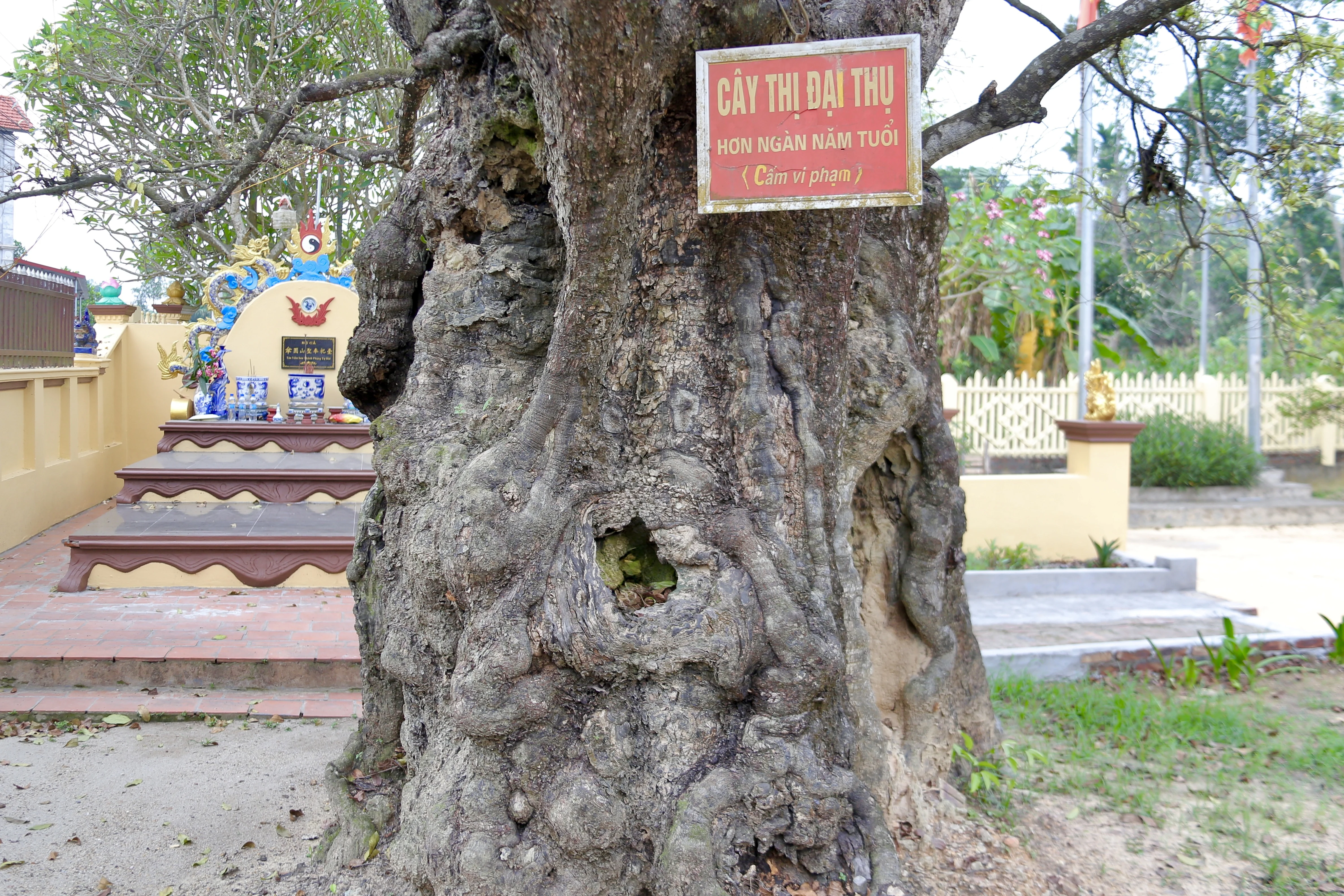 Cây Thị ngàn năm tuổi - Chứng nhân sống của một làng quê