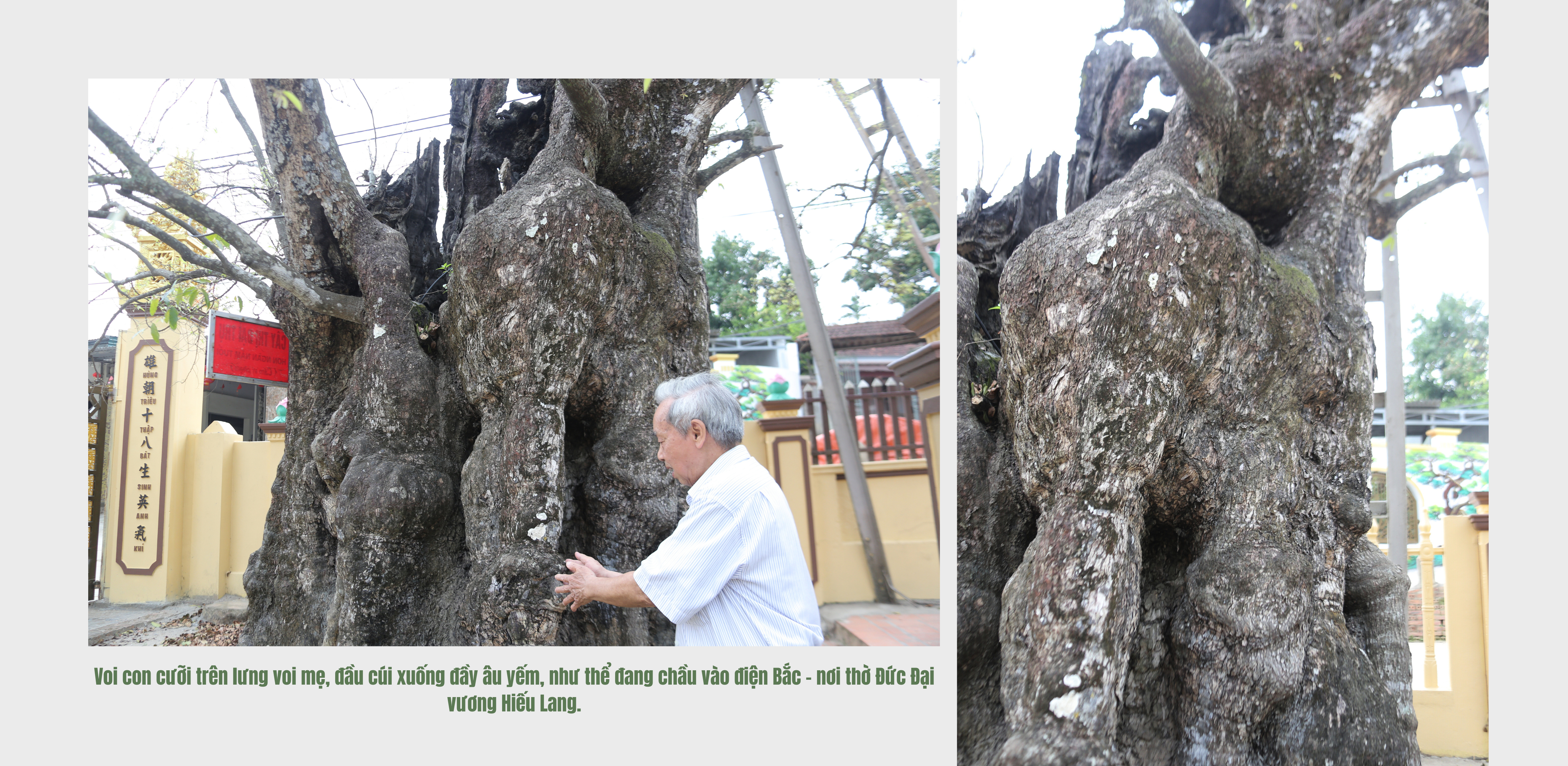 Cây Thị ngàn năm tuổi - Chứng nhân sống của một làng quê