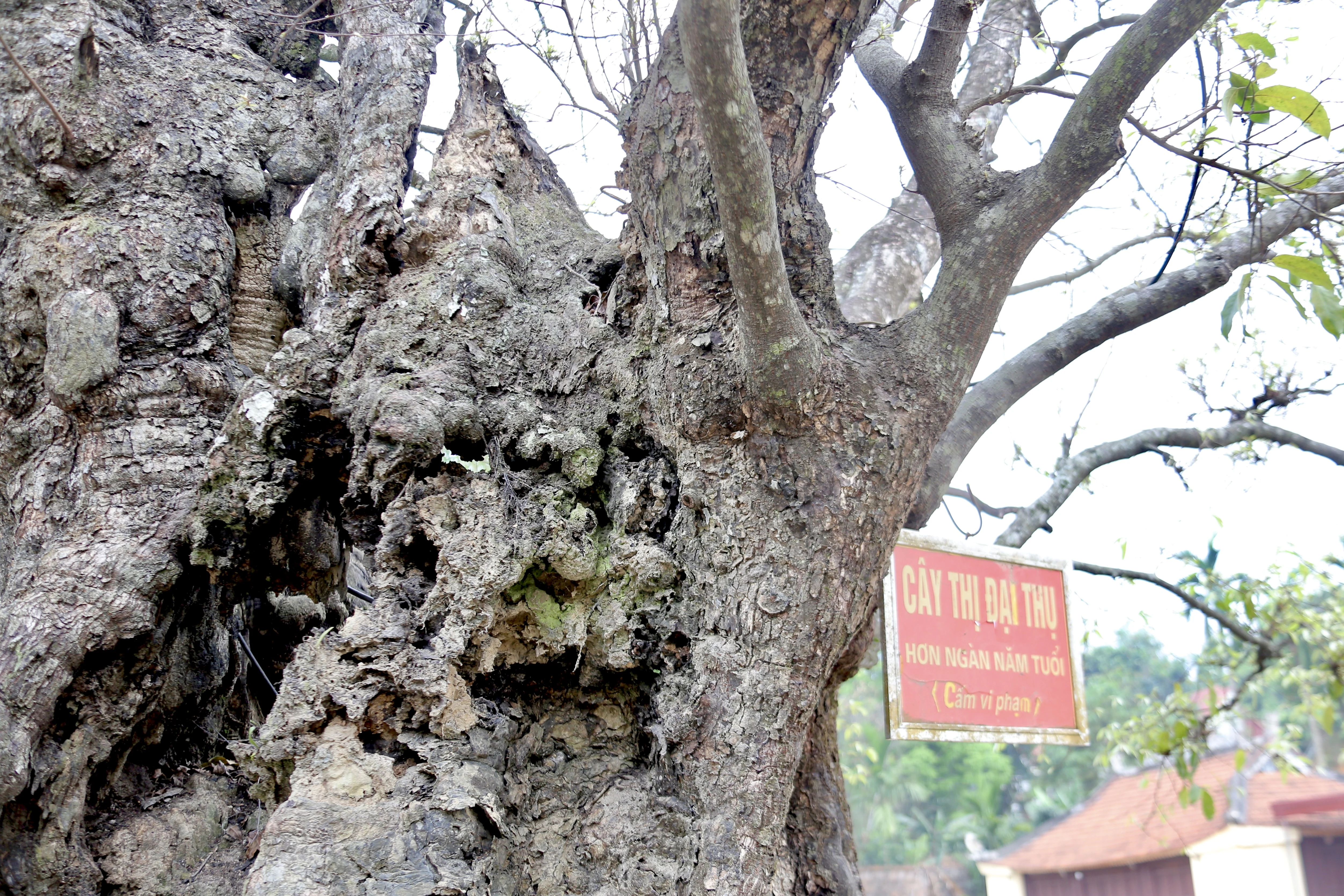 Cây Thị ngàn năm tuổi - Chứng nhân sống của một làng quê