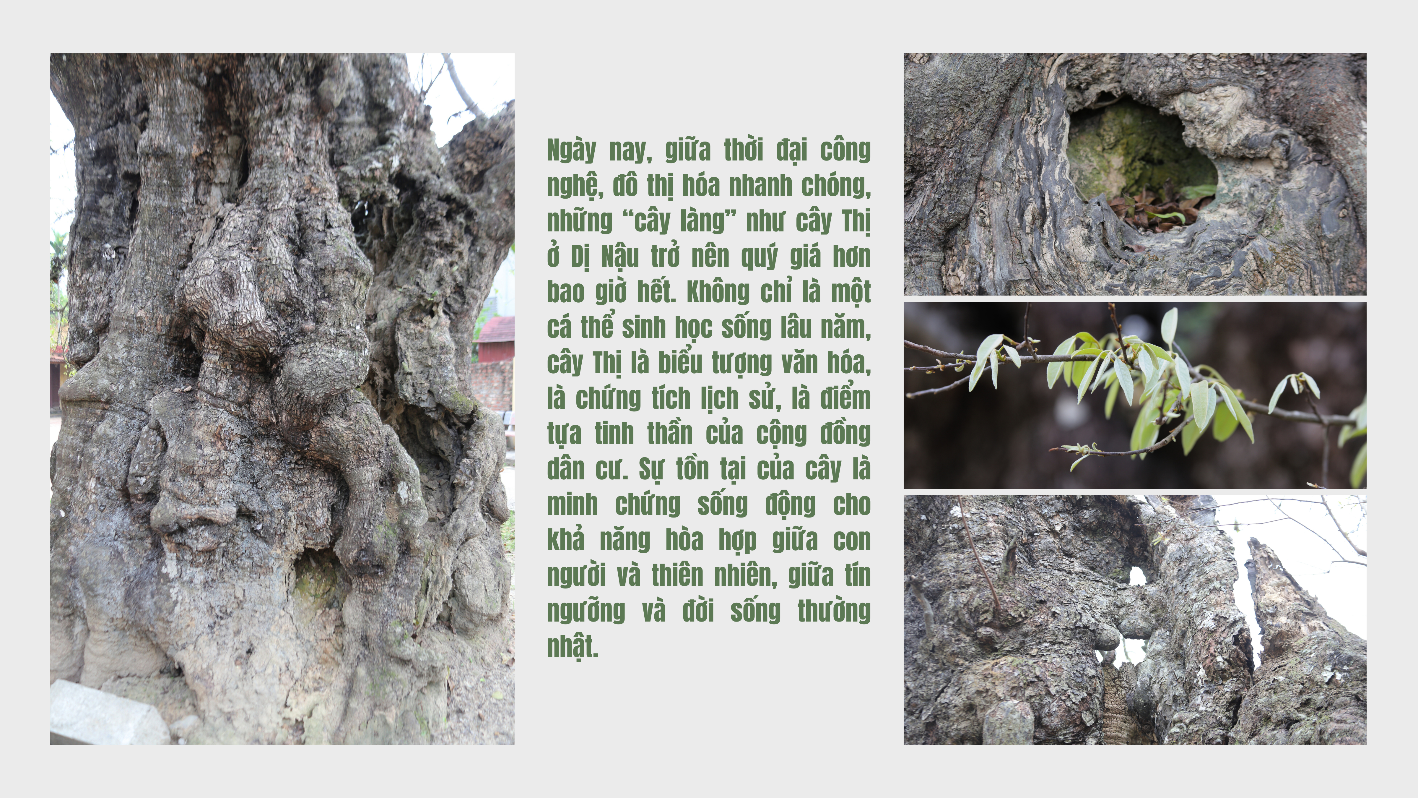 Cây Thị ngàn năm tuổi - Chứng nhân sống của một làng quê