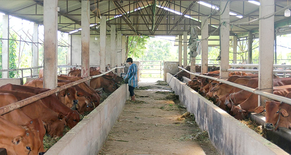 Dân vận khéo để xây dựng nông thôn mới nâng cao