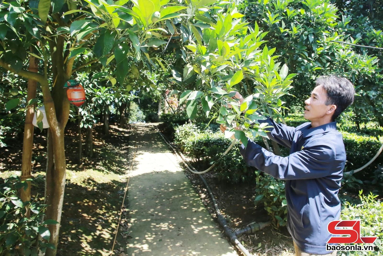 Phát triển cây ăn quả gắn với du lịch