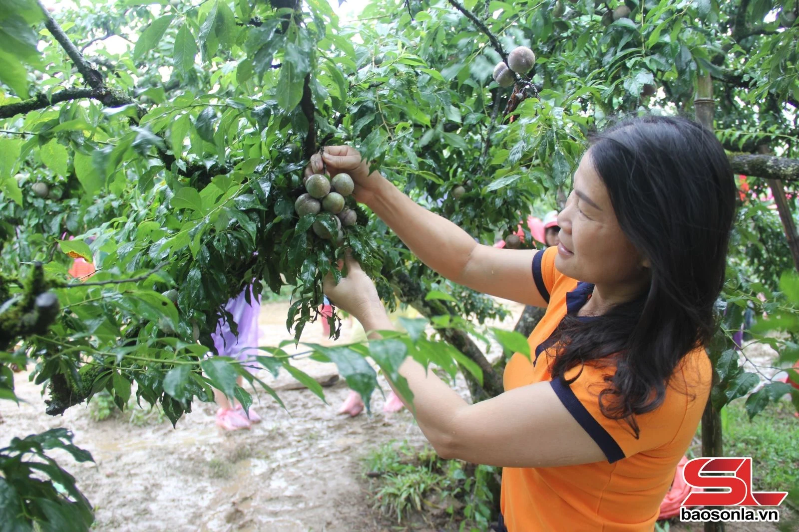 Phát triển cây ăn quả gắn với du lịch