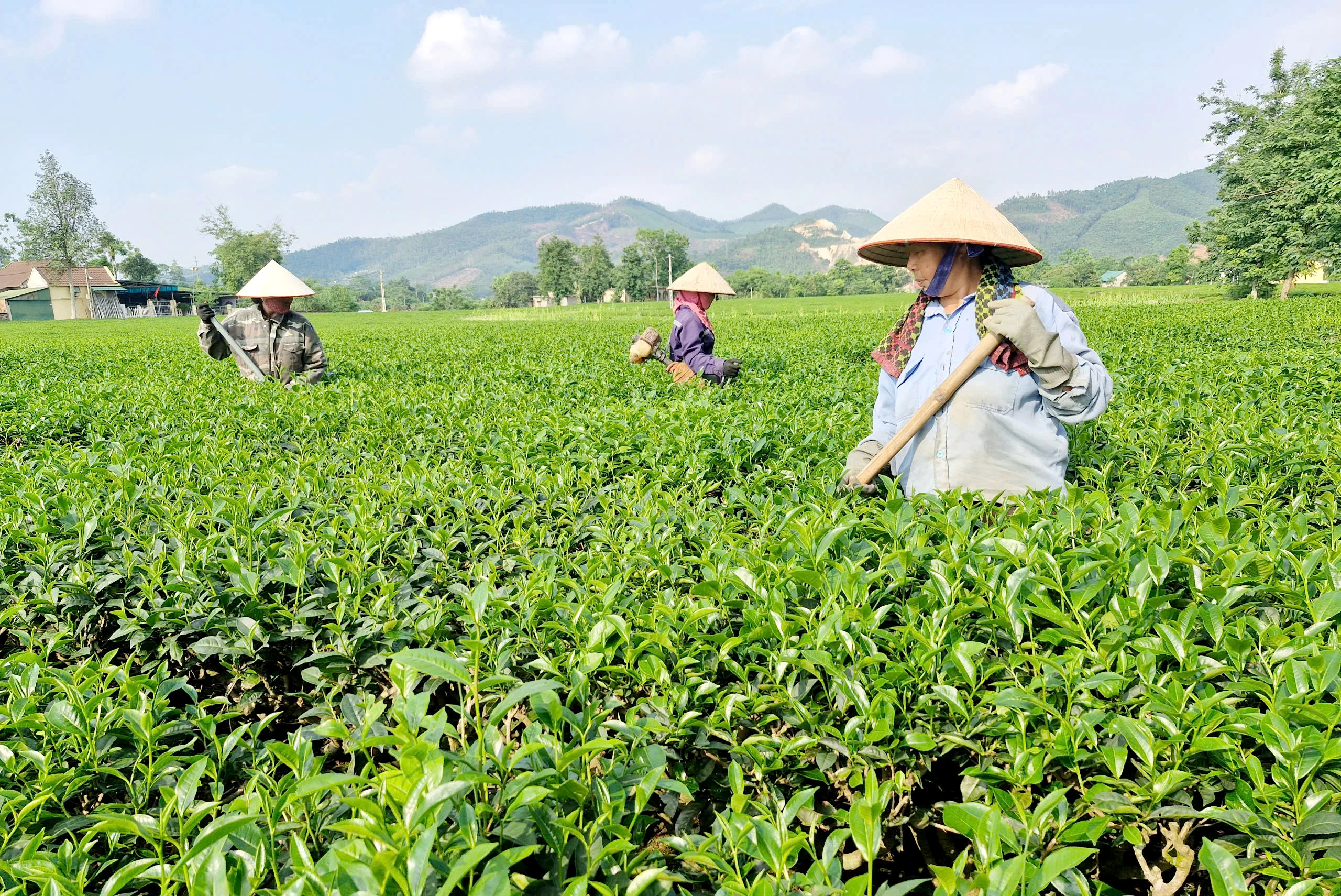 Thanh Sơn tạo đà hoàn thành các chỉ tiêu kinh tế - xã hội 5 năm